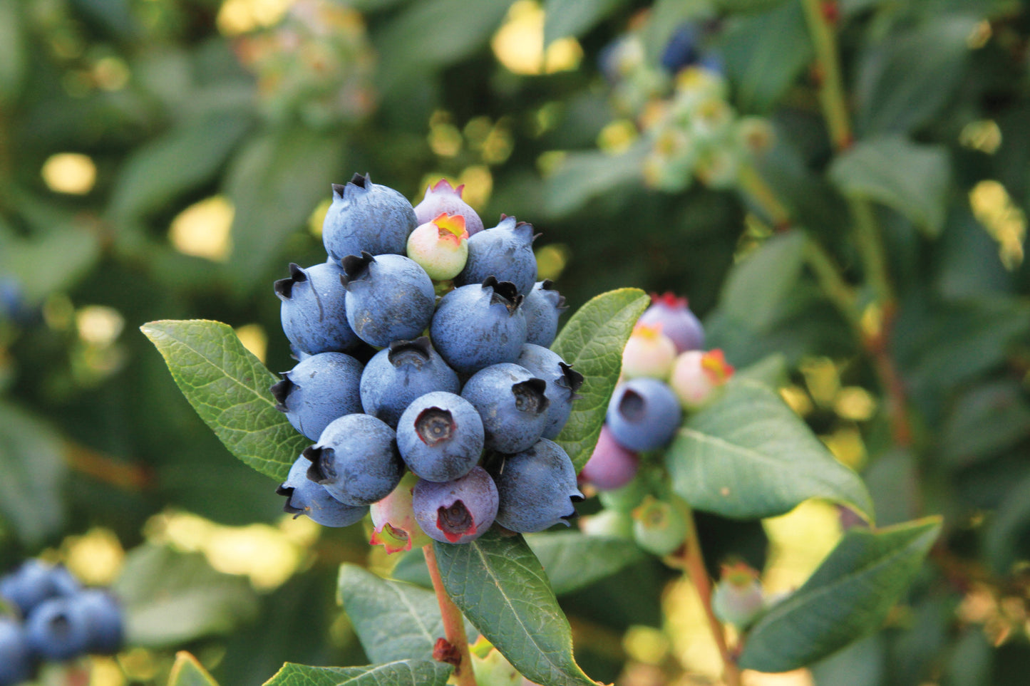 Perpetua® Blueberry