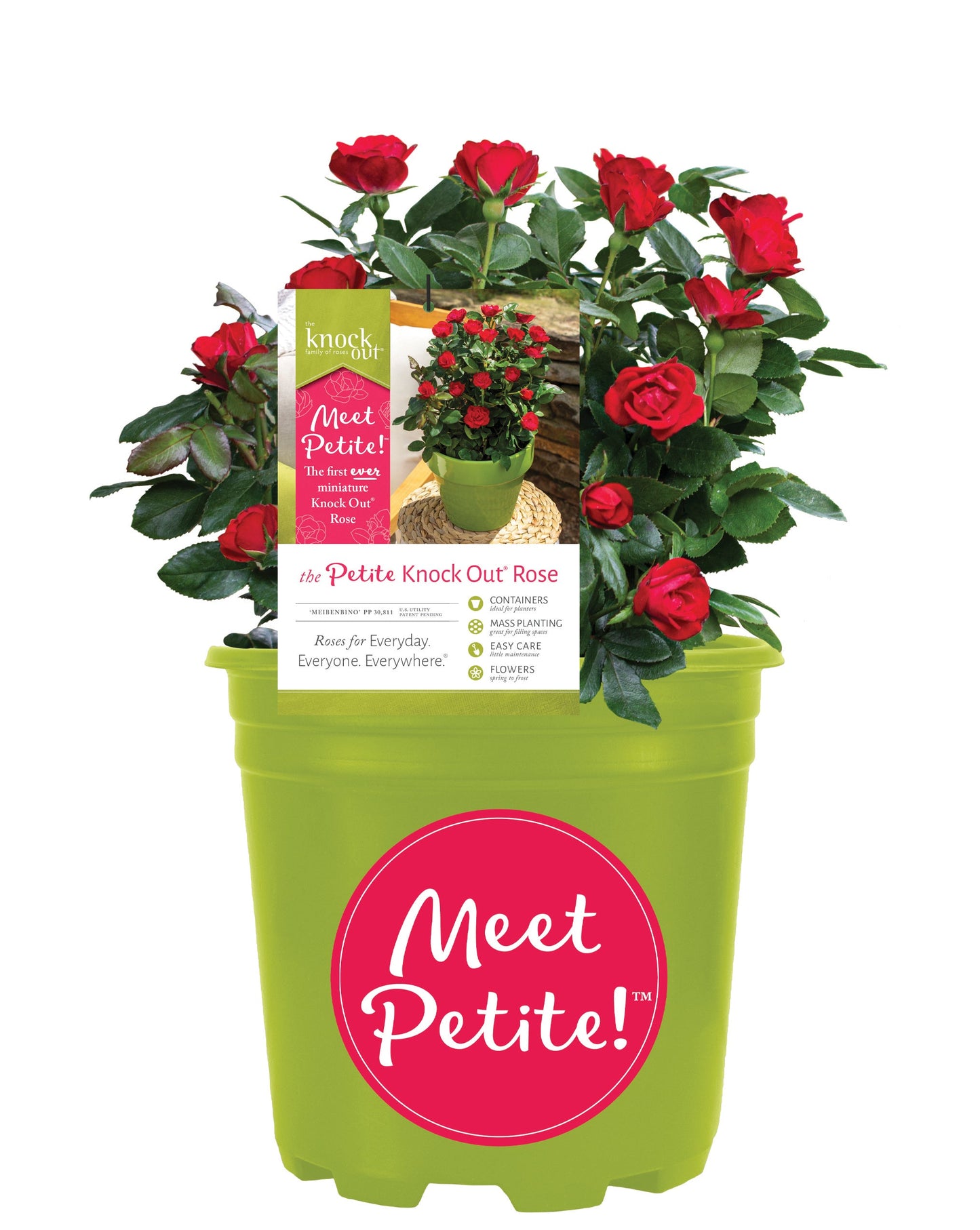 Petite Knock Out® Minature Rose