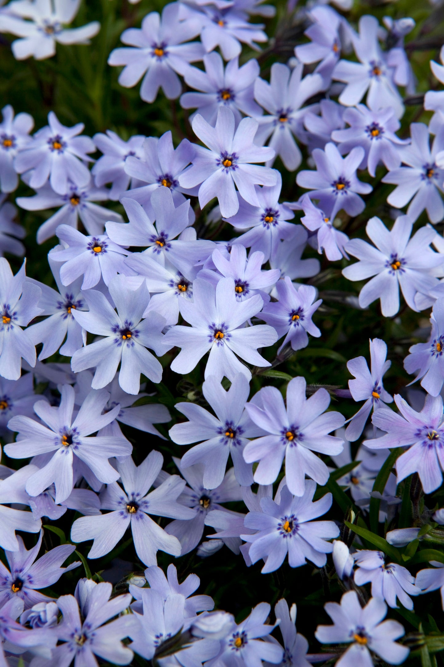 Spring Blue Moss Phlox