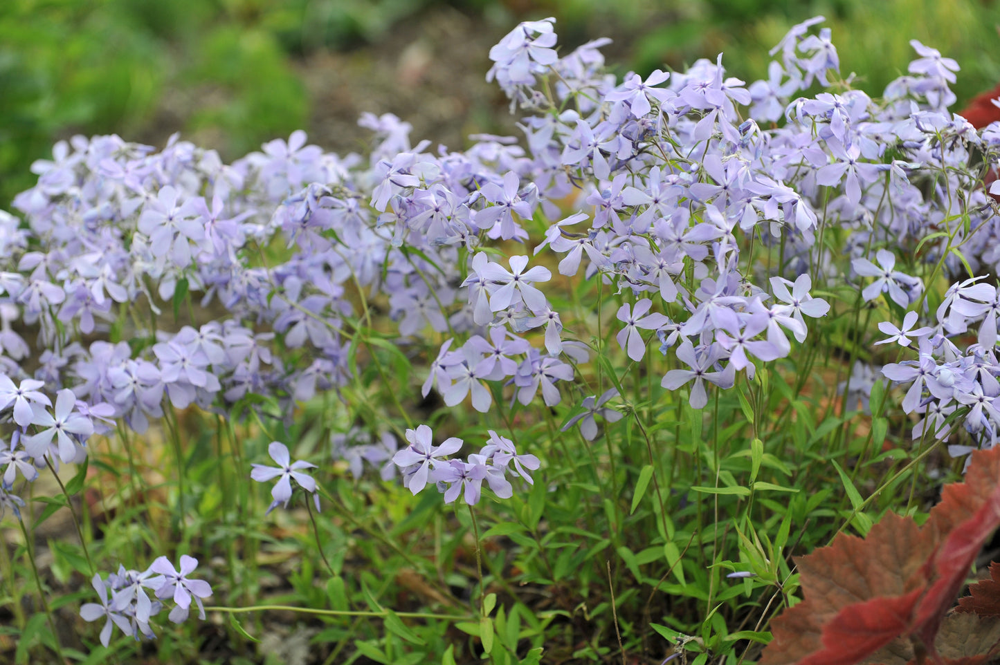 Blue Moon Woodland Phlox