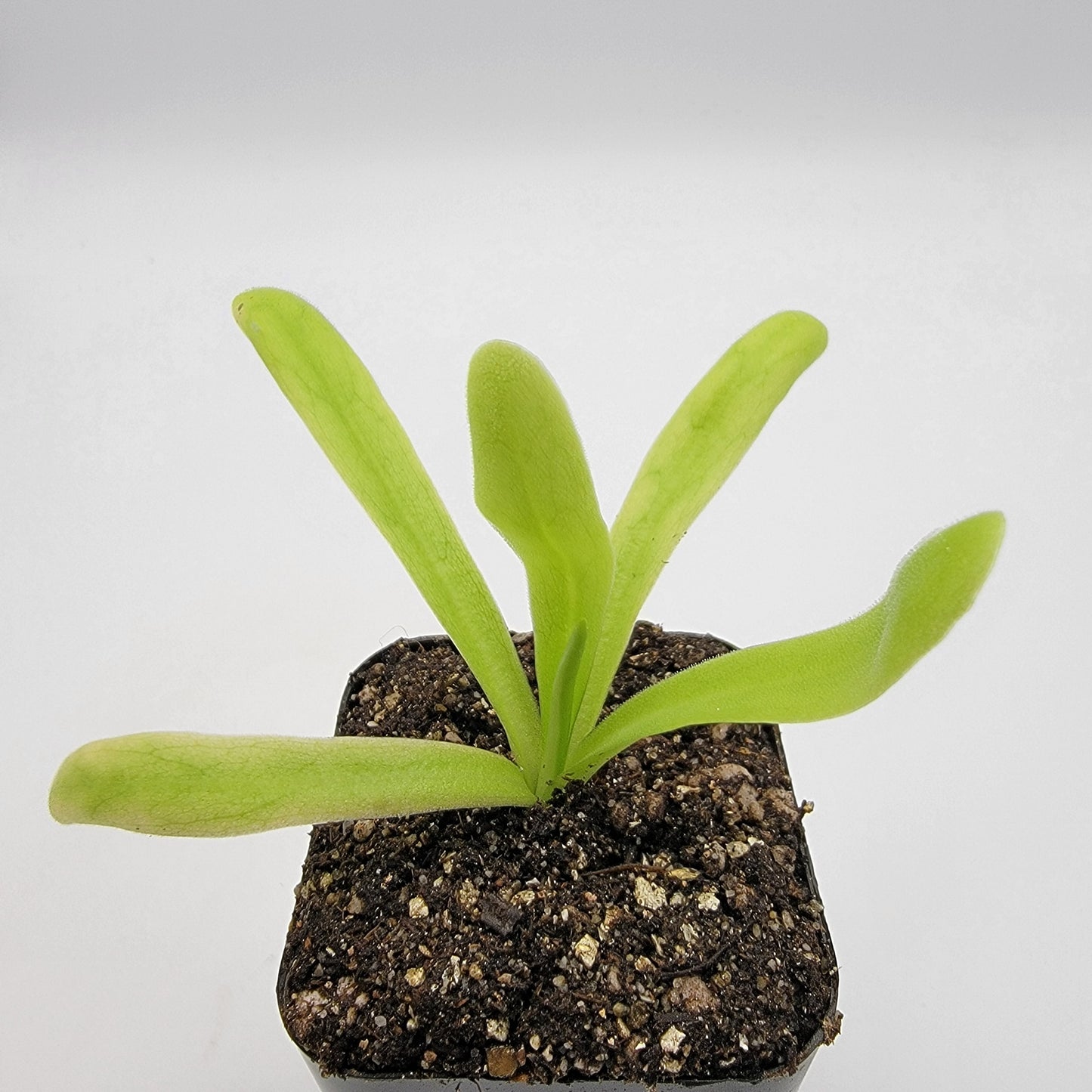 Pinguicula 'Apasionada'