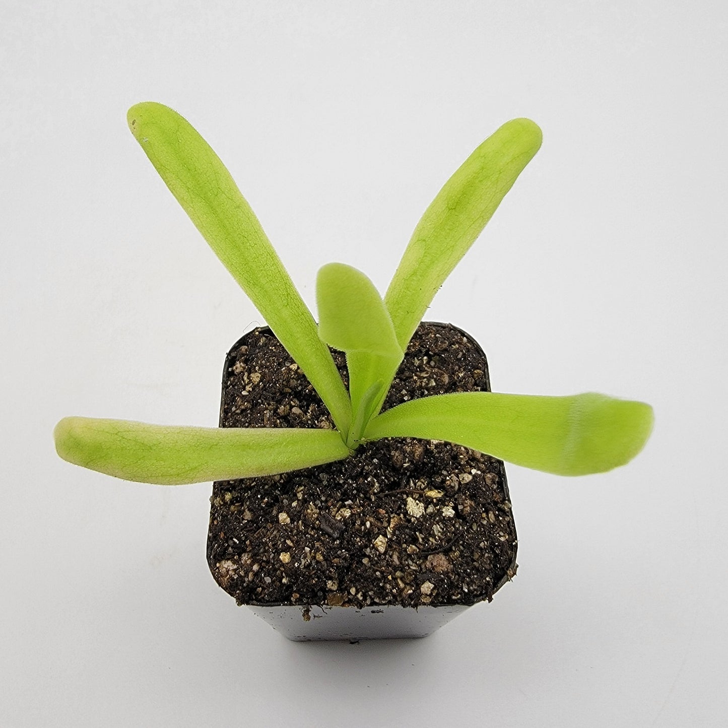 Pinguicula 'Apasionada'