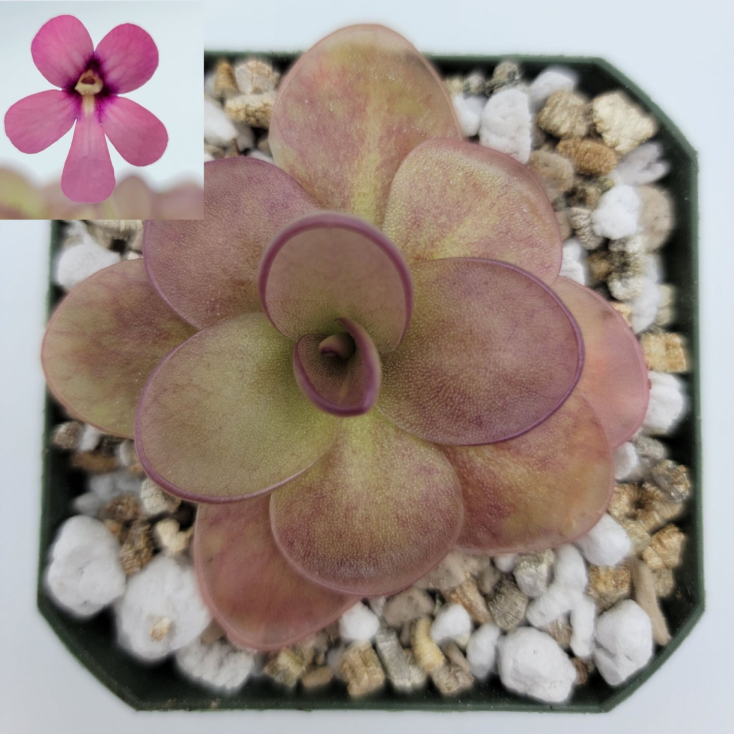 Pinguicula "Peaches"