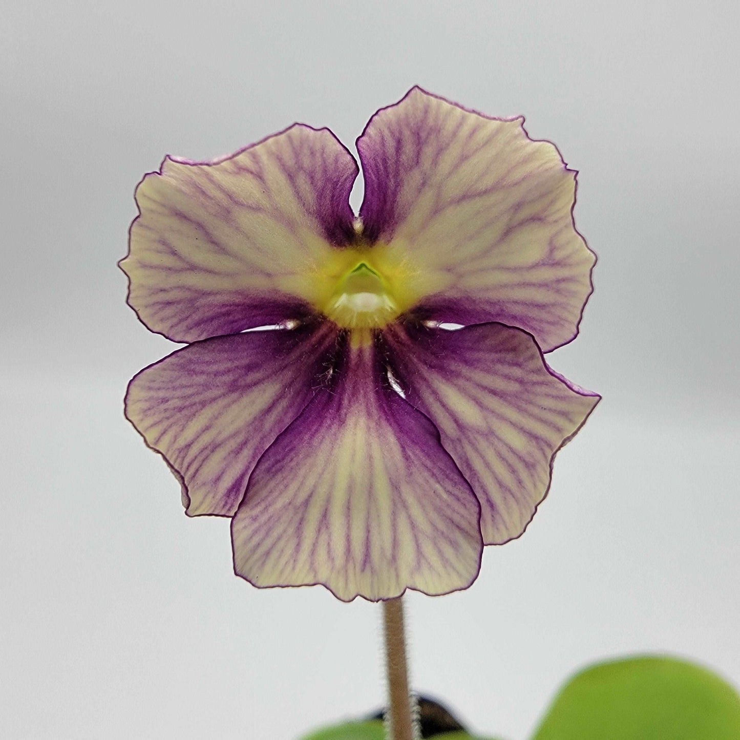 Pinguicula 'Razzberry Blonde' Rainbow Carnivorous Plants LLC