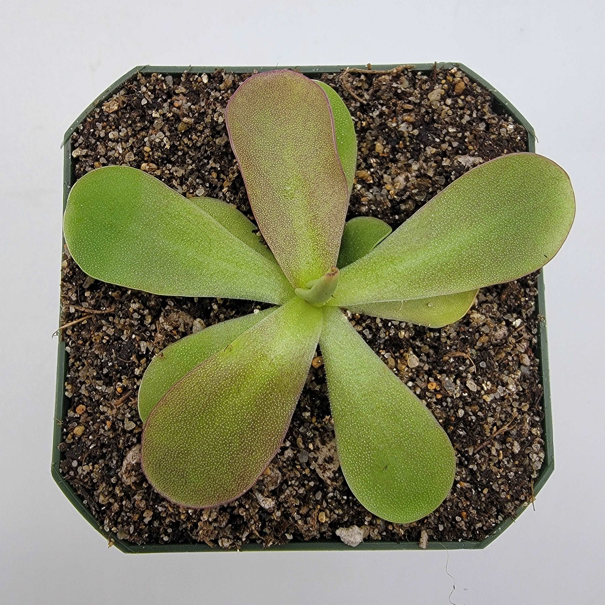 Pinguicula 'Razzberry Blonde' Rainbow Carnivorous Plants LLC