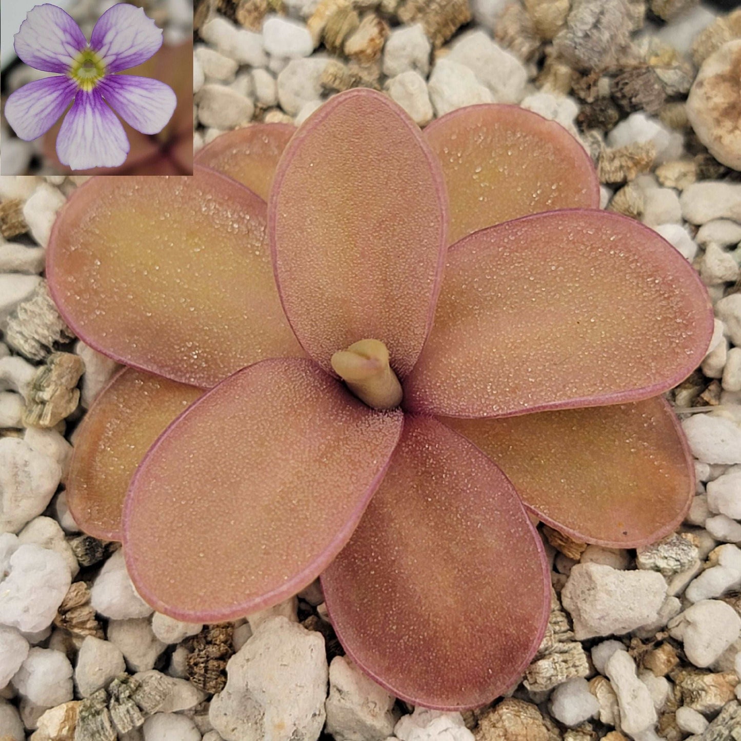 Pinguicula 'Riva' Rainbow Carnivorous Plants LLC