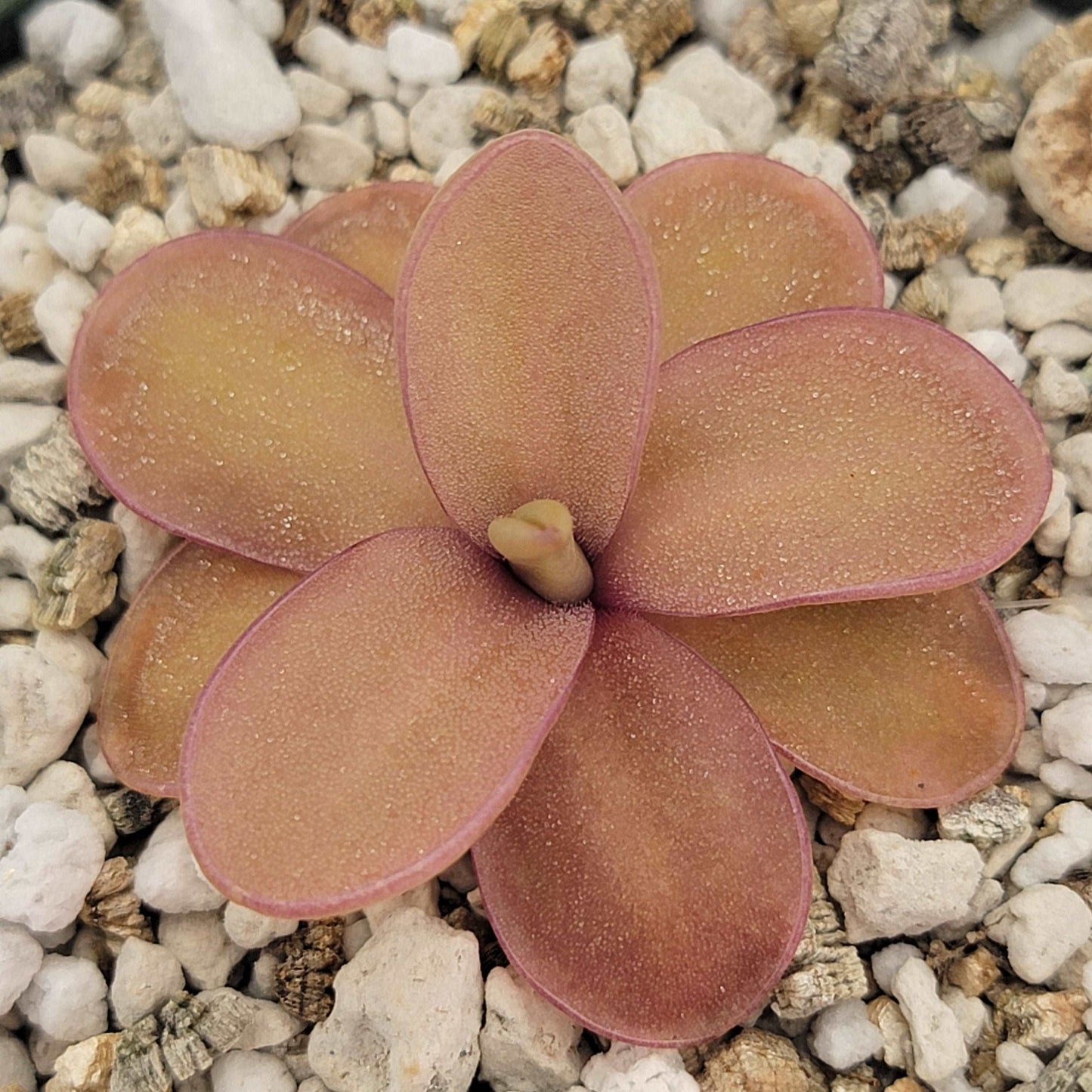 Pinguicula 'Riva' Rainbow Carnivorous Plants LLC