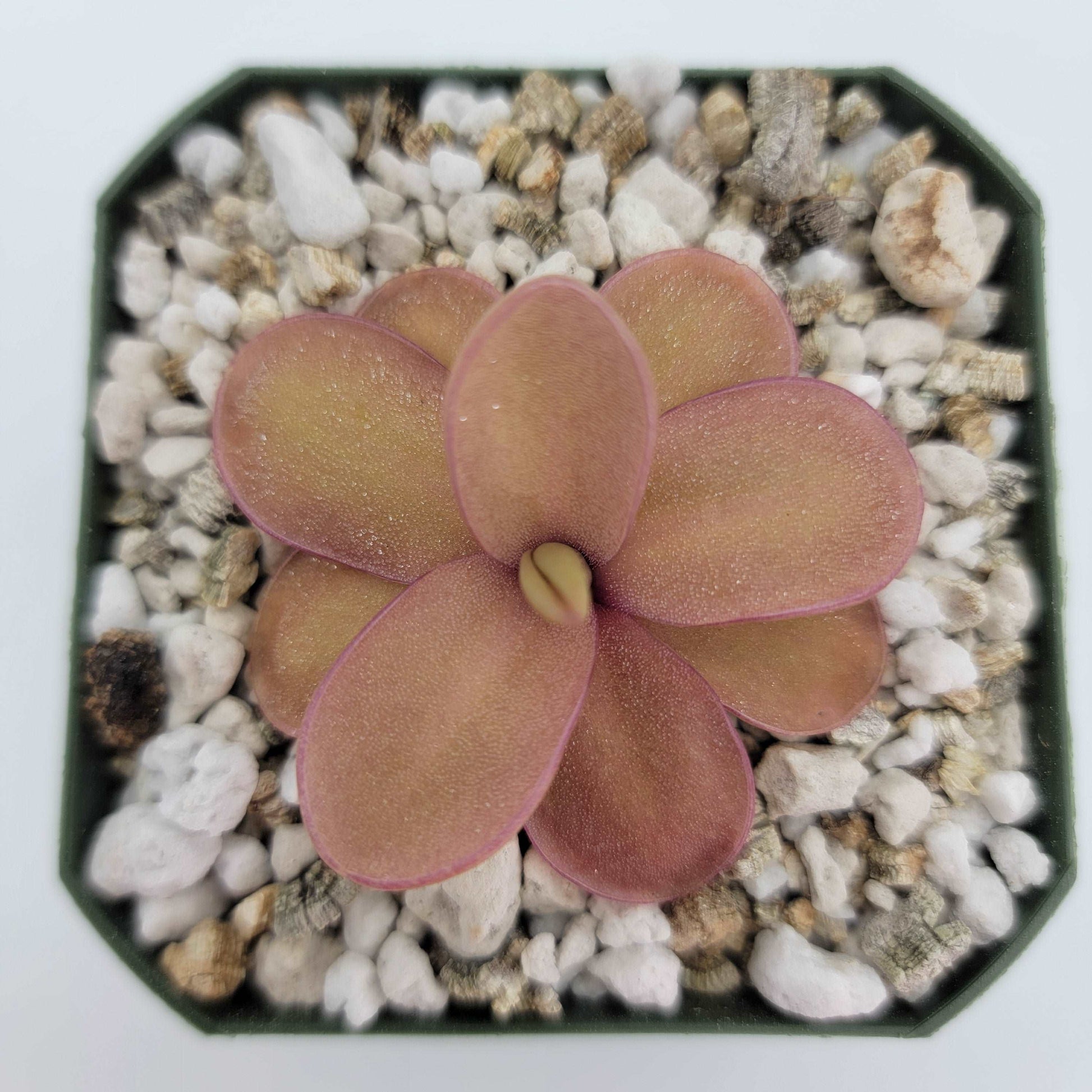 Pinguicula 'Riva' Rainbow Carnivorous Plants LLC