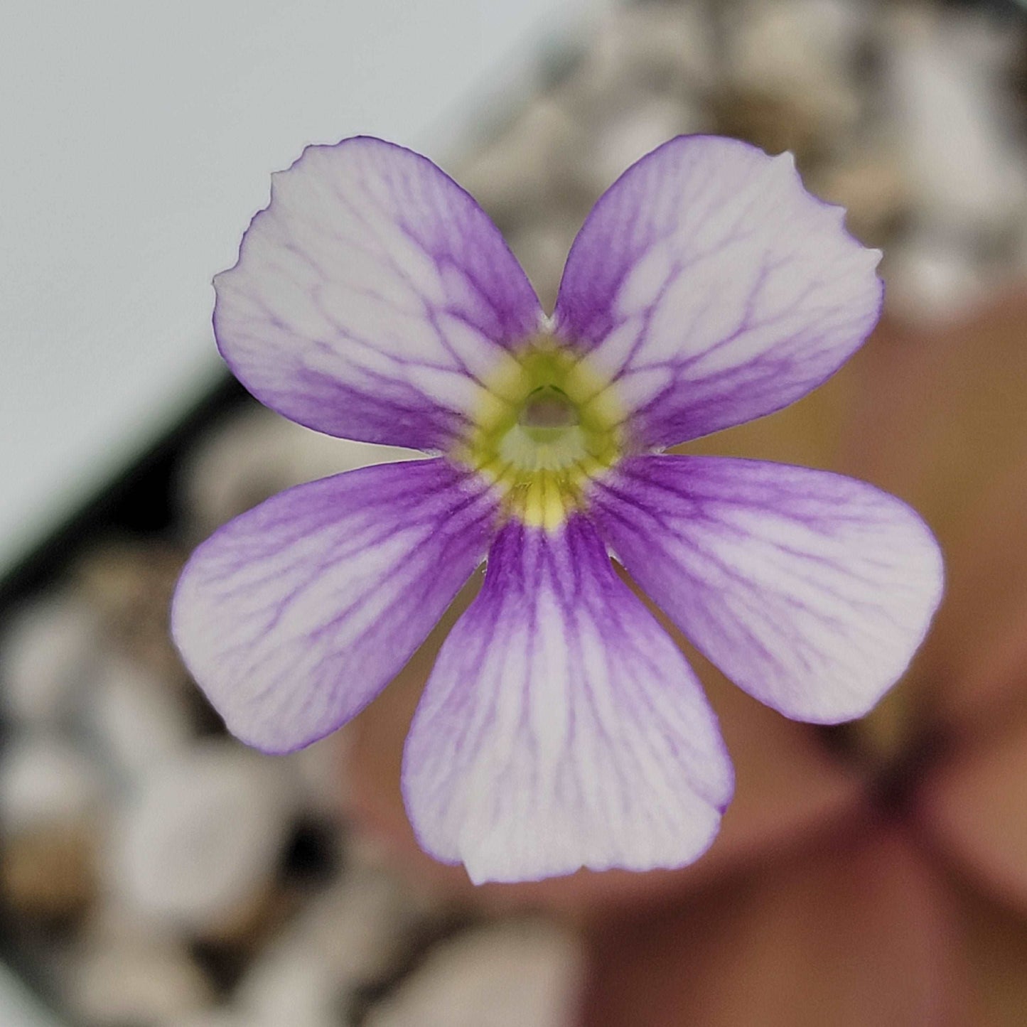 Pinguicula 'Riva' Rainbow Carnivorous Plants LLC