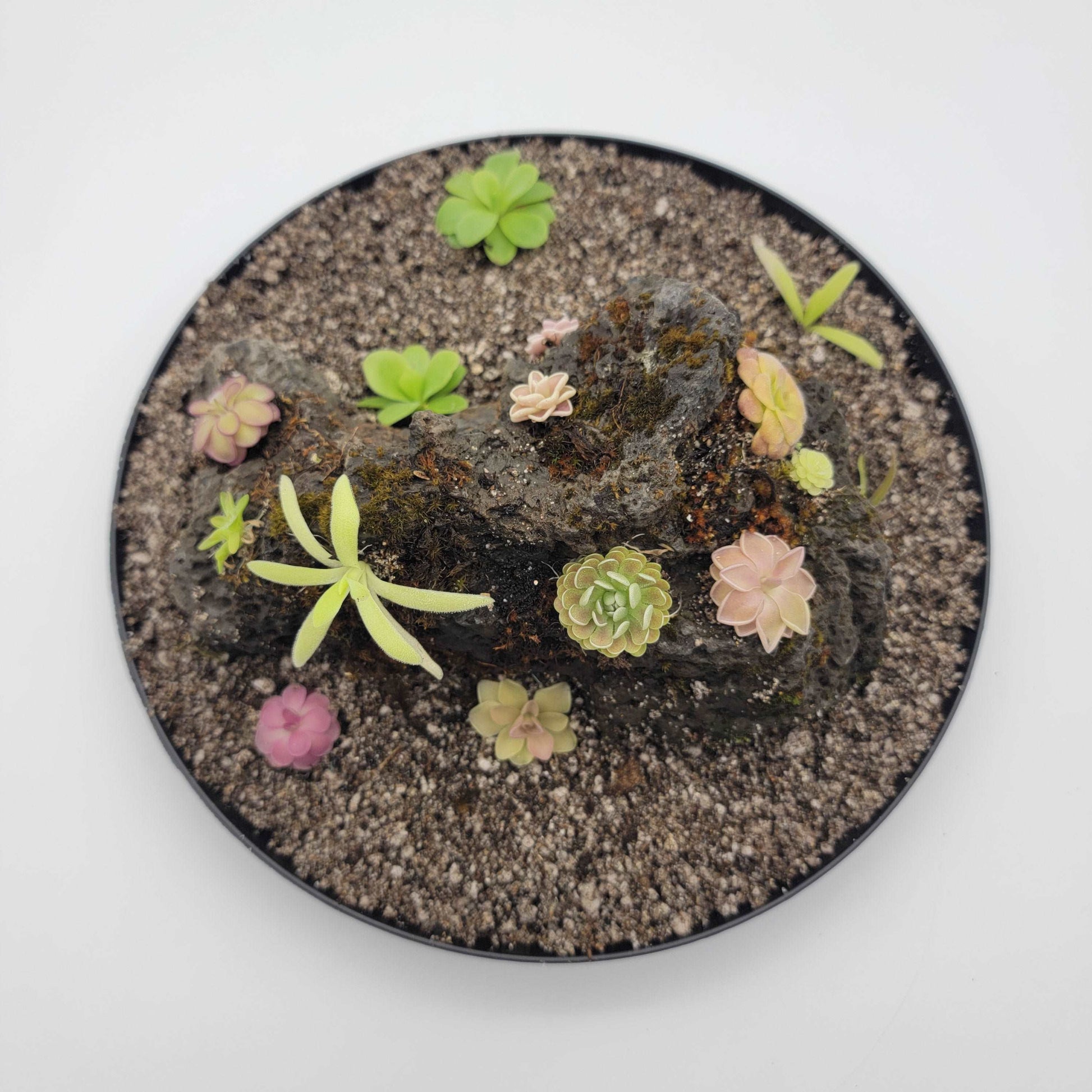 Mystery rock kit Pinguicula bundle Rainbow Carnivorous Plants LLC