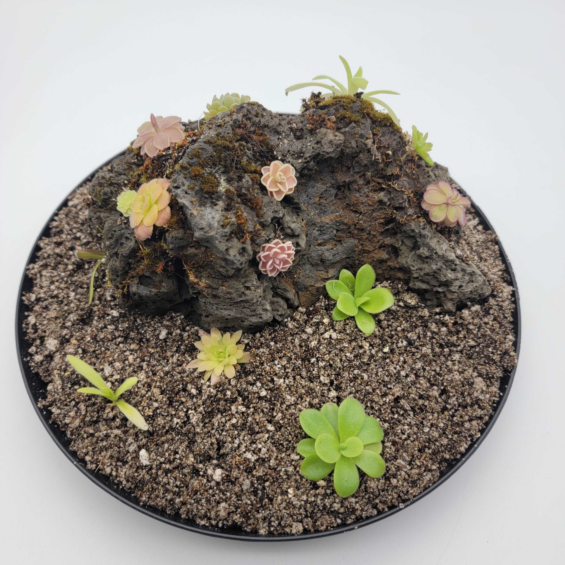 Mystery rock kit Pinguicula bundle Rainbow Carnivorous Plants LLC