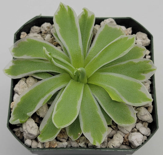 Pinguicula "Snow Queen" Rainbow Carnivorous Plants LLC