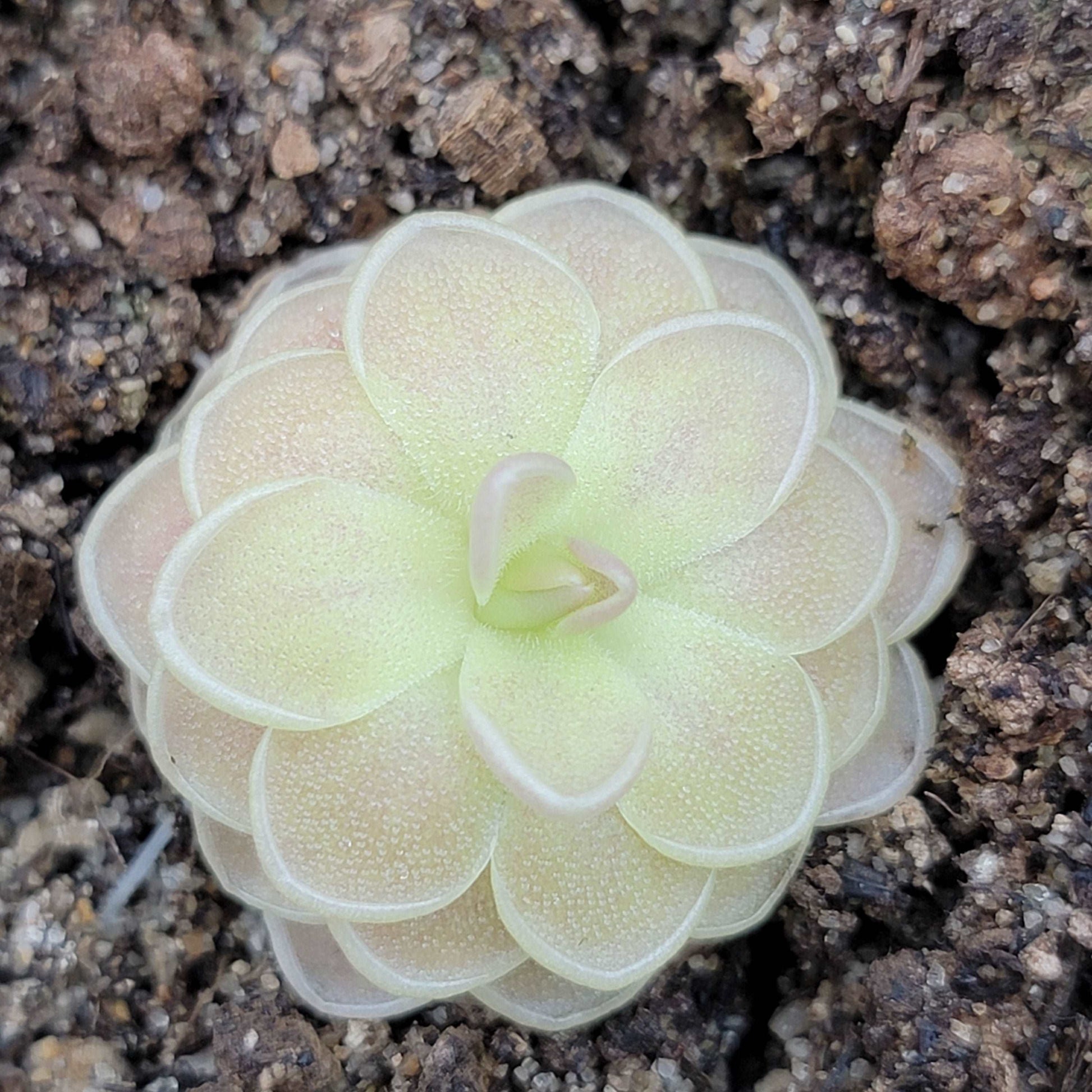 Pinguicula "Sunshine" Rainbow Carnivorous Plants LLC