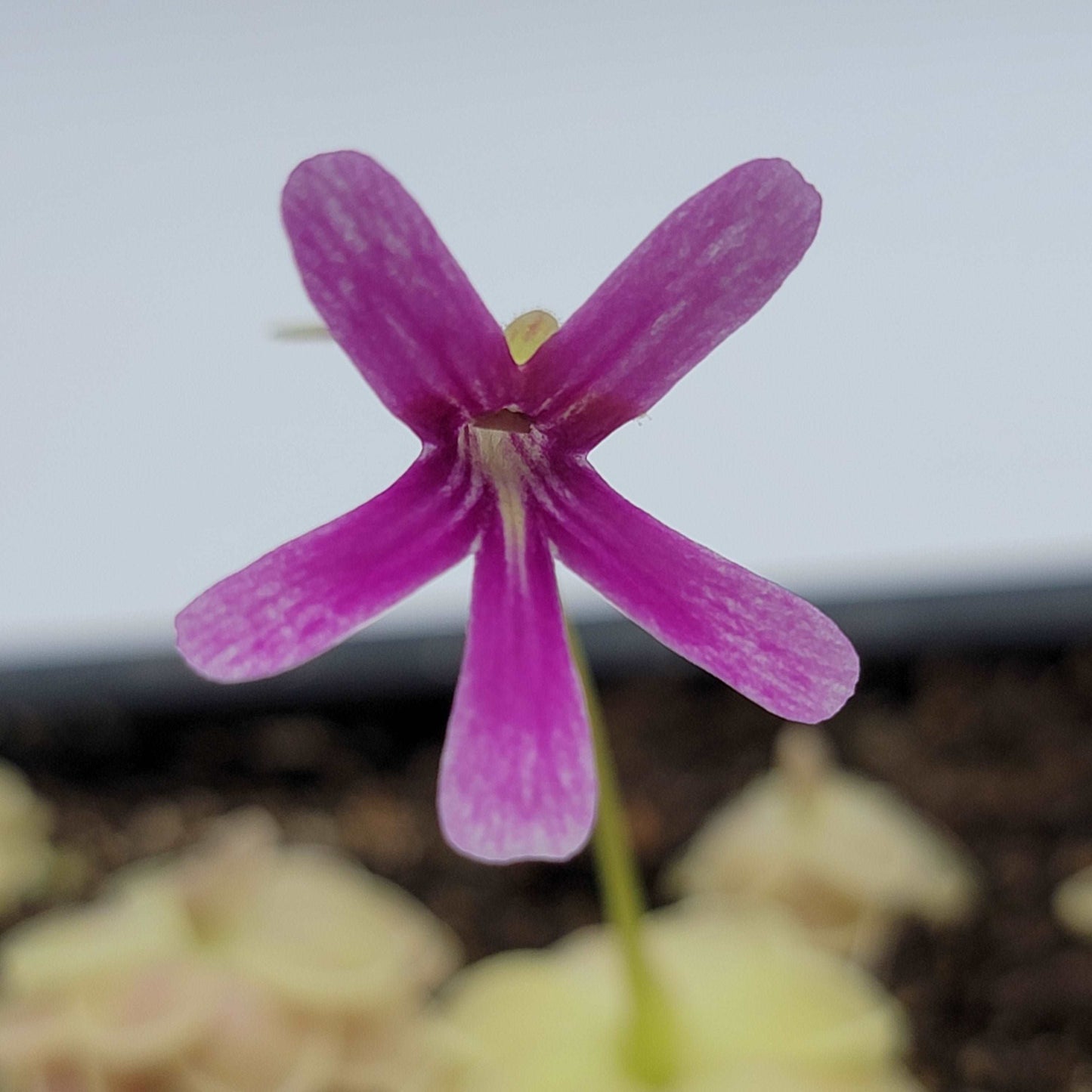 Pinguicula "Sunshine" Rainbow Carnivorous Plants LLC