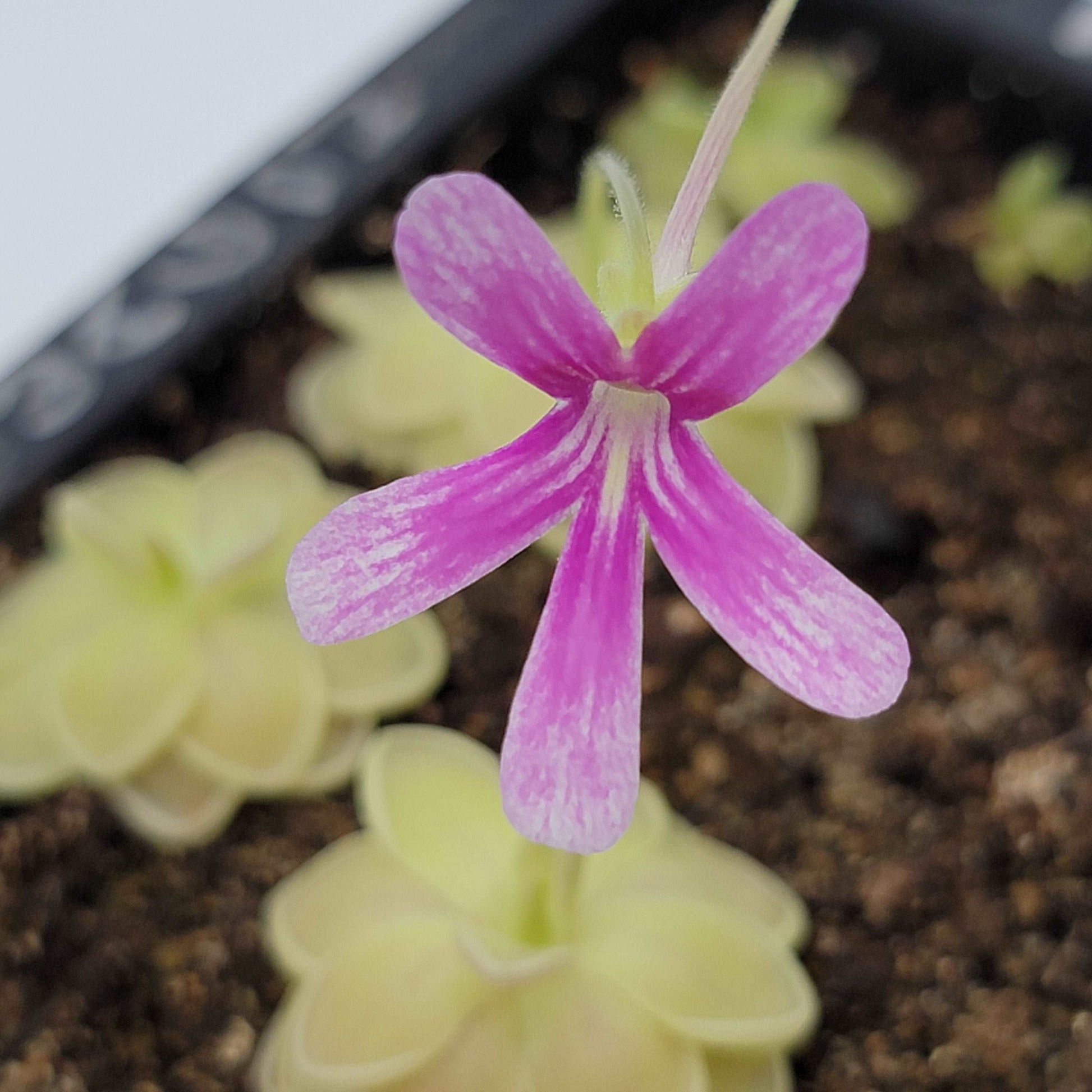 Pinguicula "Sunshine" Rainbow Carnivorous Plants LLC