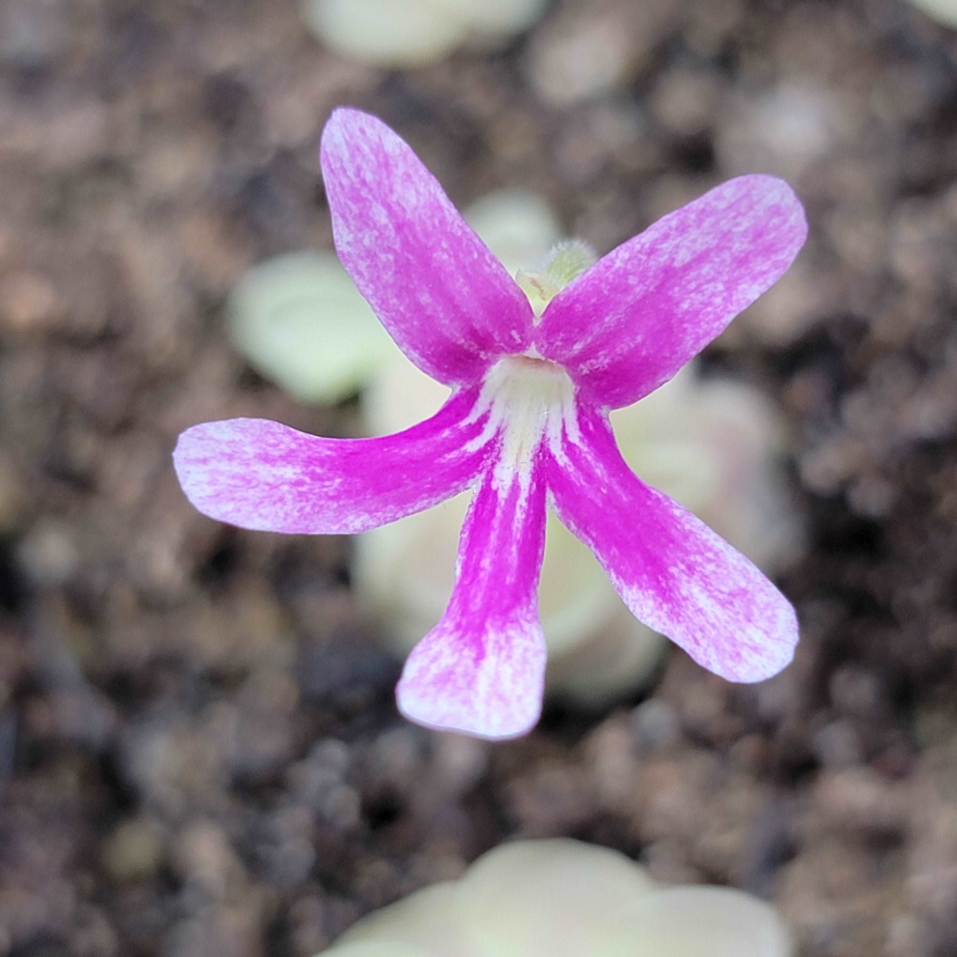 Pinguicula "Sunshine" Rainbow Carnivorous Plants LLC