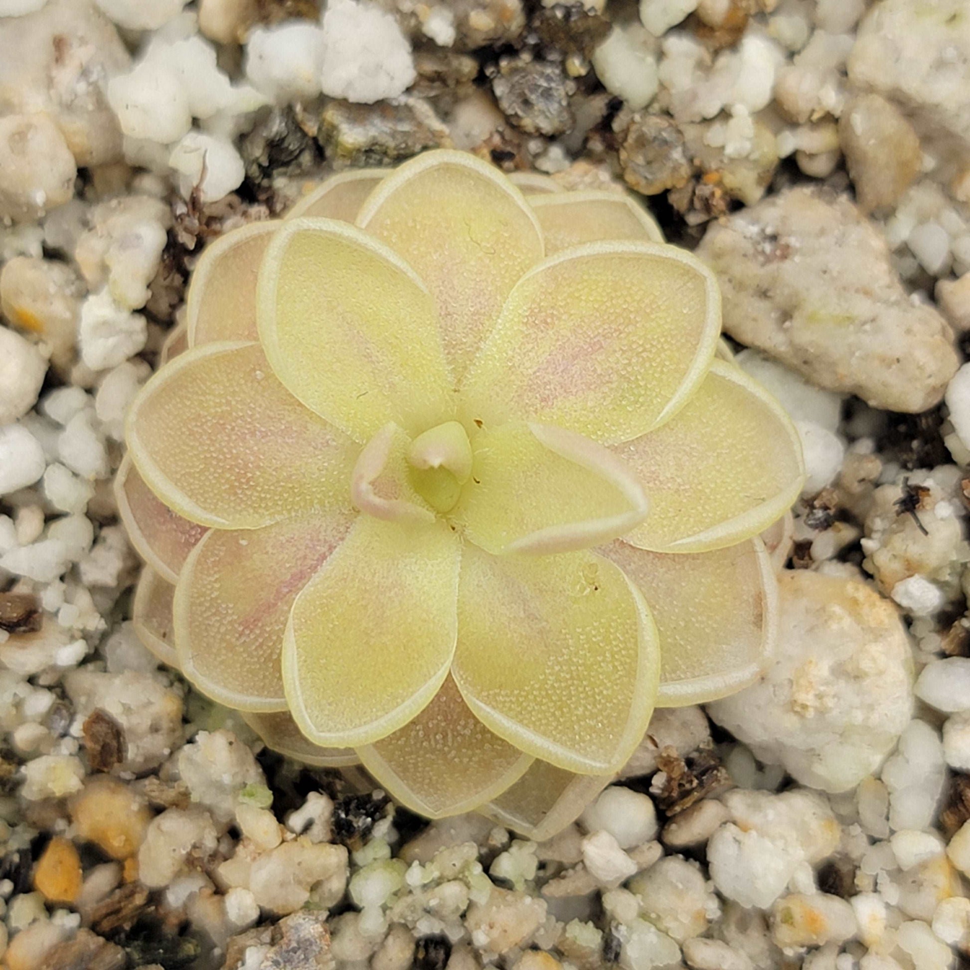 Pinguicula "Sunshine" Rainbow Carnivorous Plants LLC