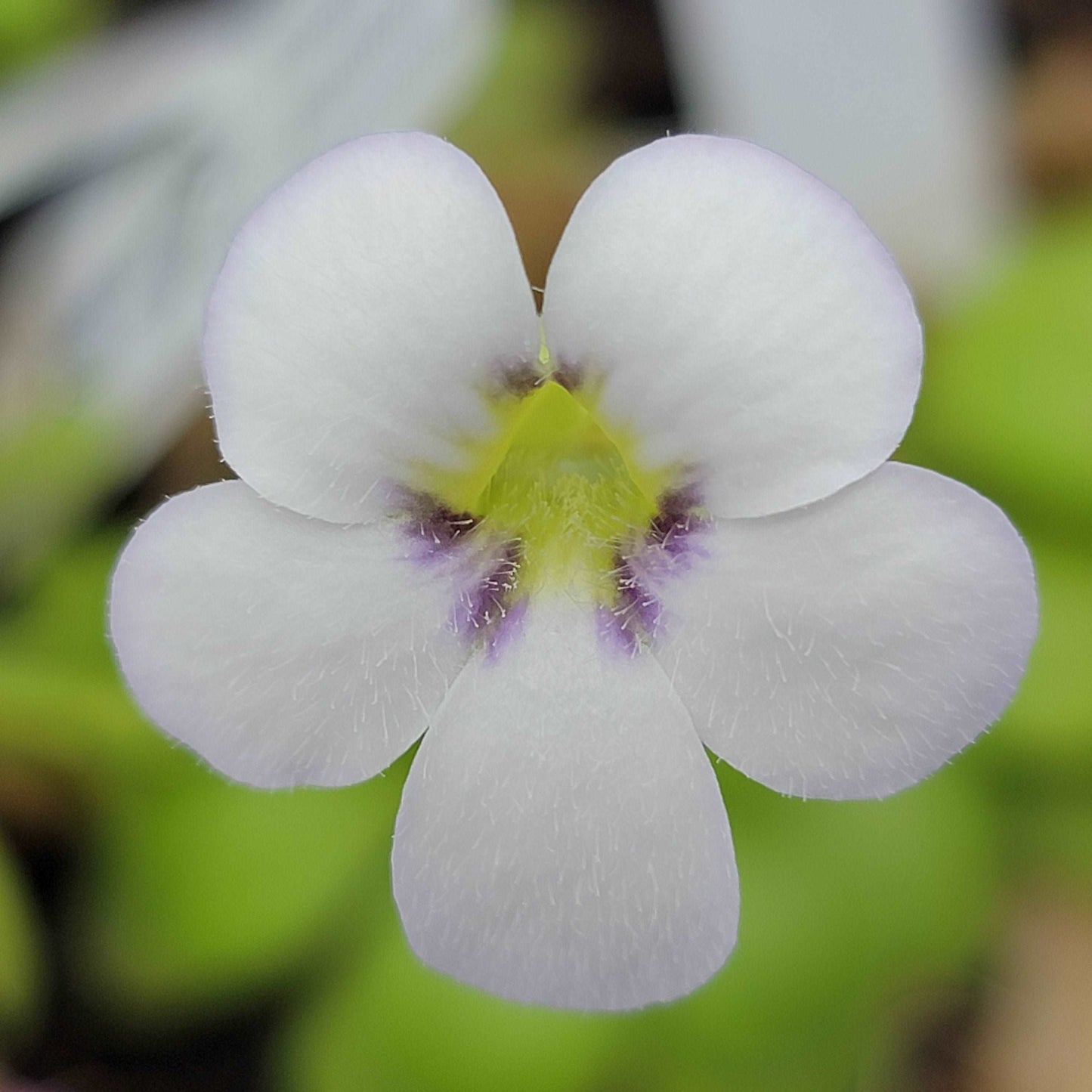 Pinguicula agnata 'El Lobo' Rainbow Carnivorous Plants LLC