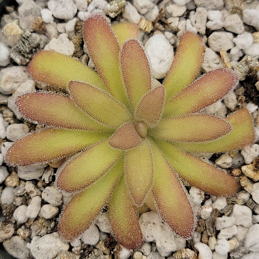 Pinguicula agnata 'El Lobo' x gypsicola Rainbow Carnivorous Plants LLC