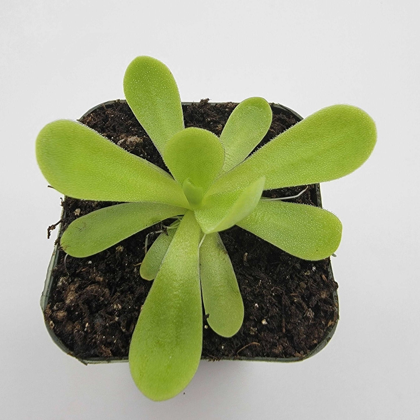 Pinguicula agnata 'True Blue' Rainbow Carnivorous Plants LLC