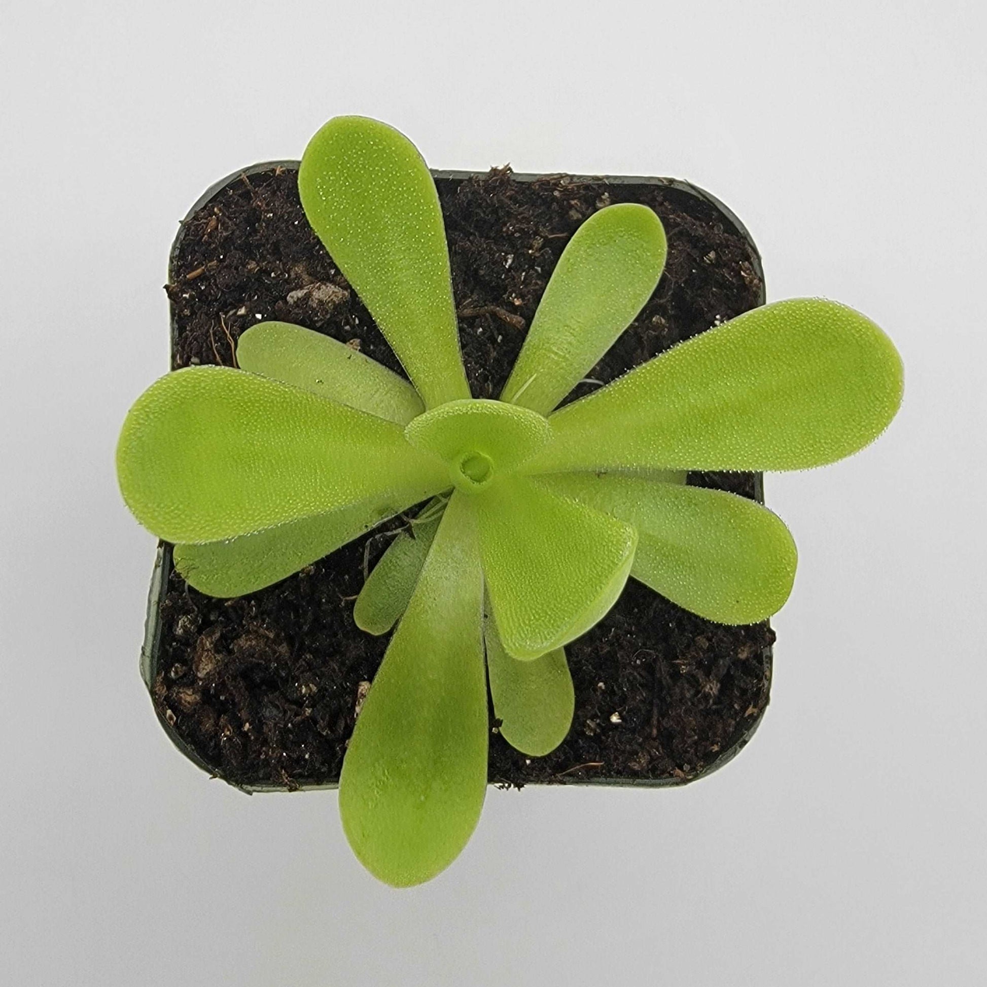 Pinguicula agnata 'True Blue' Rainbow Carnivorous Plants LLC