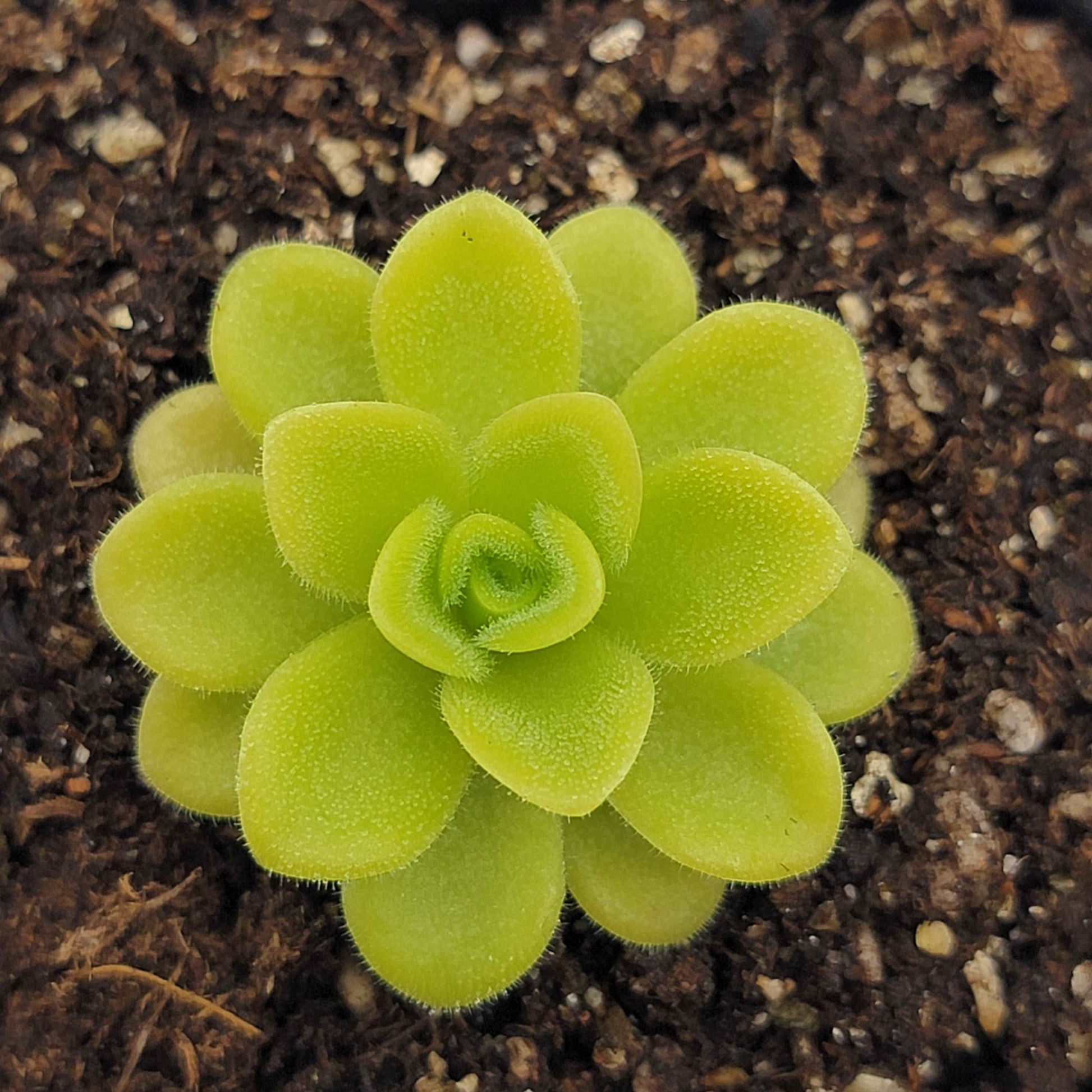 Pinguicula agnata 'True Blue' Rainbow Carnivorous Plants LLC