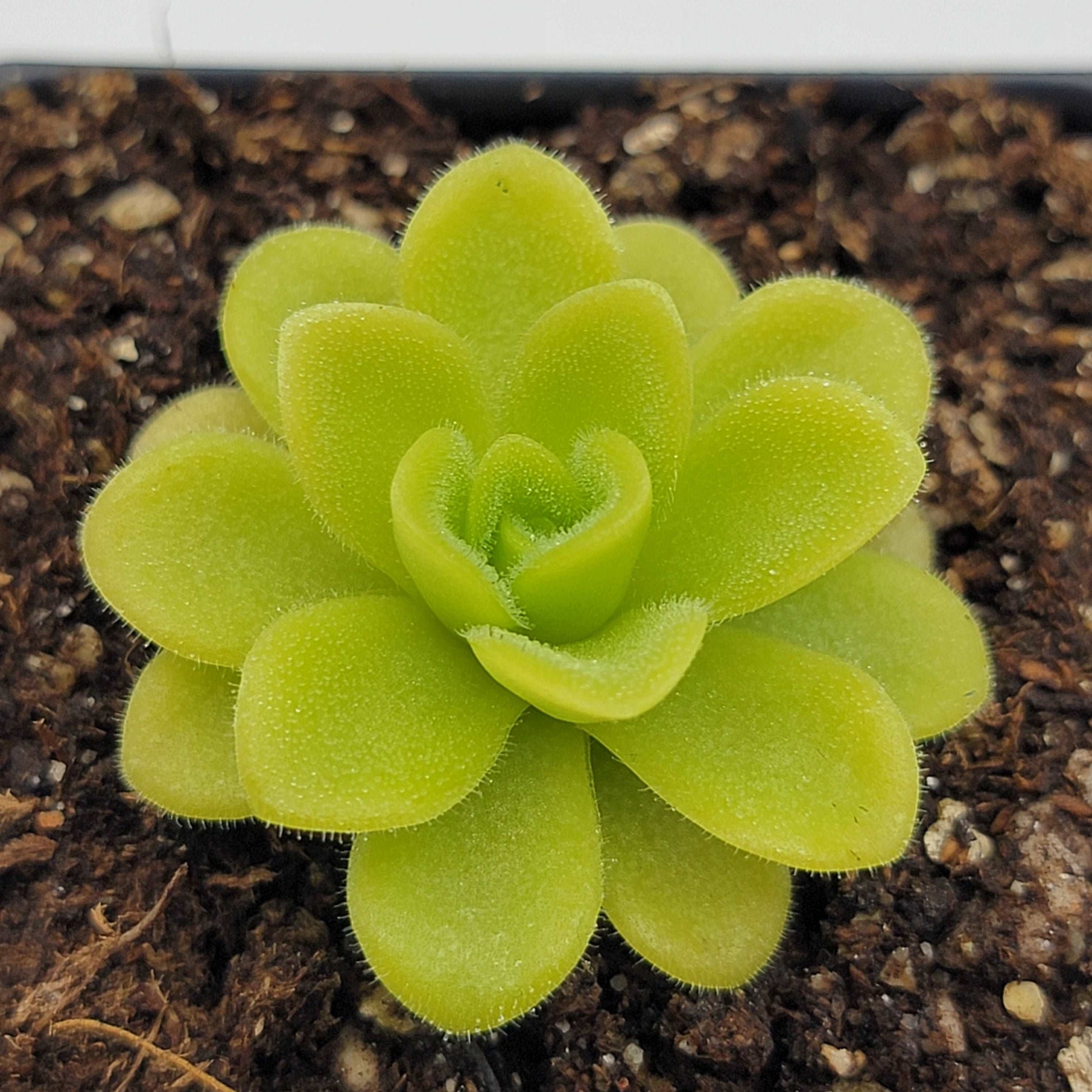 Pinguicula agnata 'True Blue' Rainbow Carnivorous Plants LLC