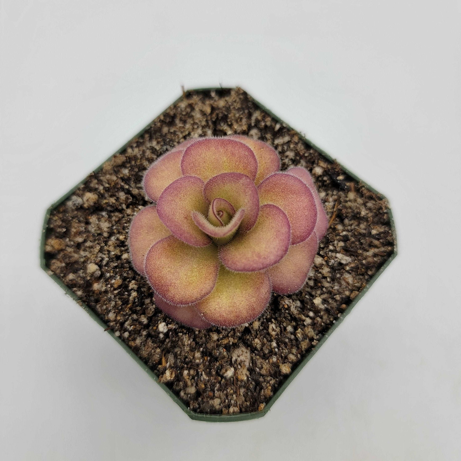 Pinguicula agnata 'El Lobo' Rainbow Carnivorous Plants LLC