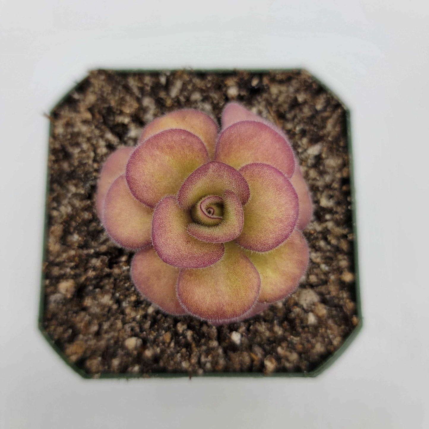 Pinguicula agnata 'El Lobo' Rainbow Carnivorous Plants LLC