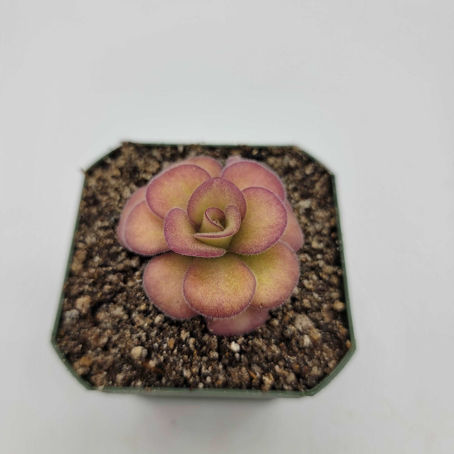 Pinguicula agnata 'El Lobo' Rainbow Carnivorous Plants LLC