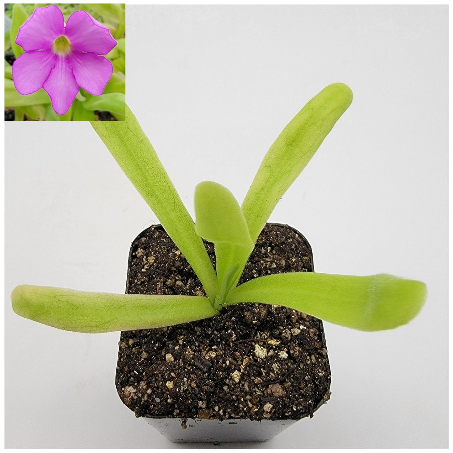 Pinguicula 'Apasionada'