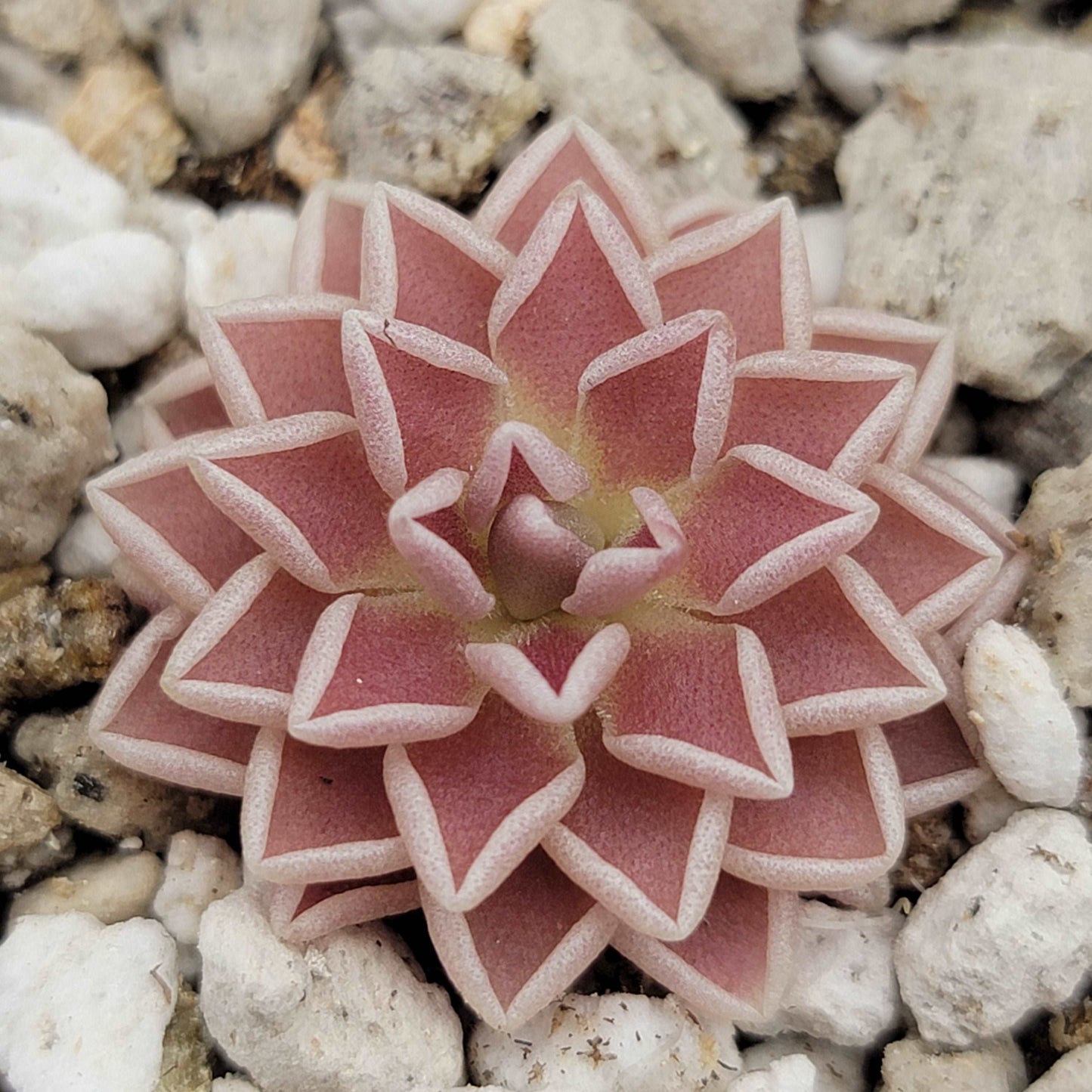 Pinguicula ehlersiae Rainbow Carnivorous Plants LLC