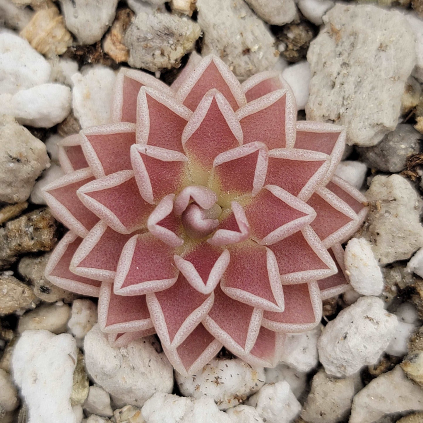 Pinguicula ehlersiae Rainbow Carnivorous Plants LLC