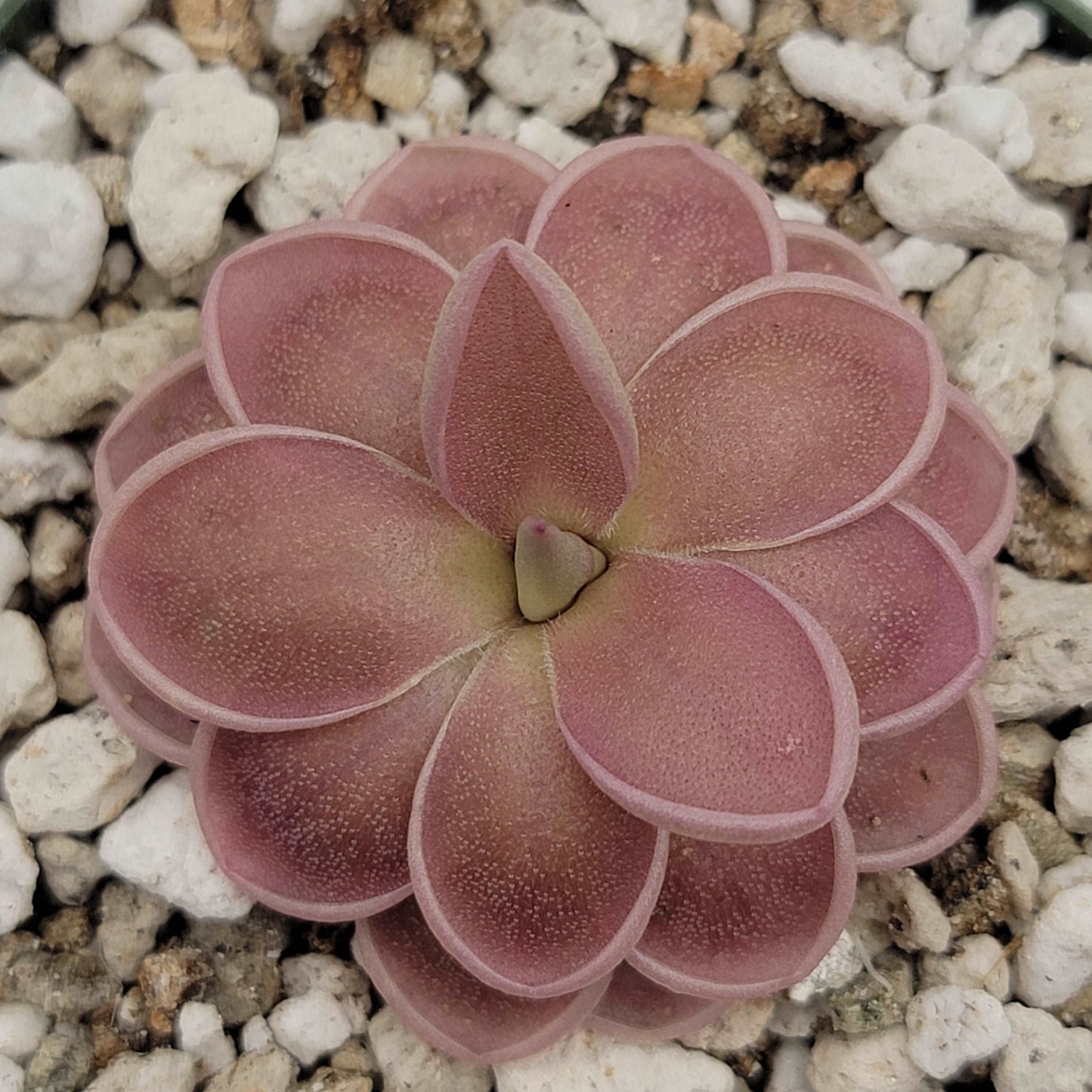 Pinguicula ehlersiae x mesophytica (clone #001) Rainbow Carnivorous Plants LLC