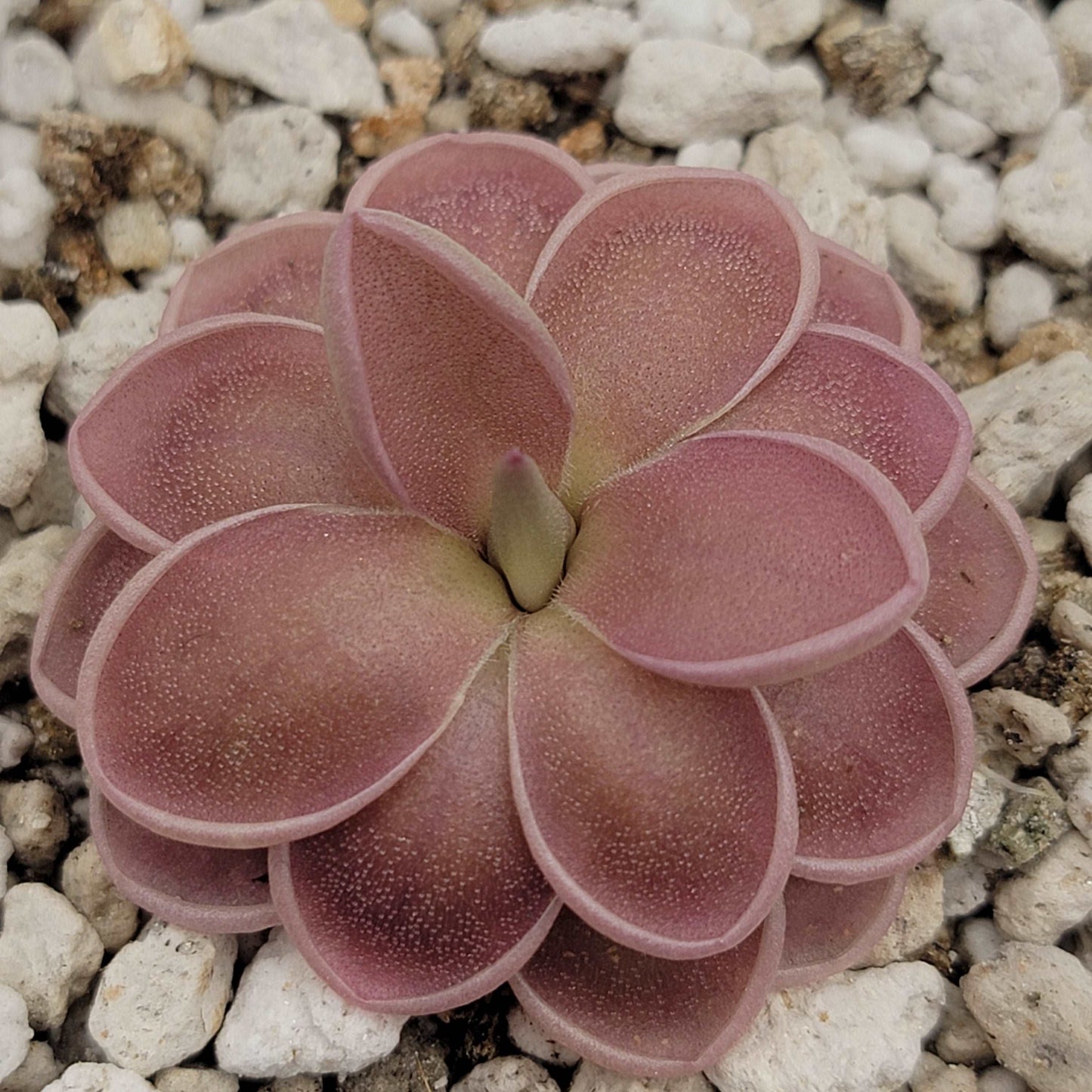 Pinguicula ehlersiae x mesophytica (clone #001) Rainbow Carnivorous Plants LLC
