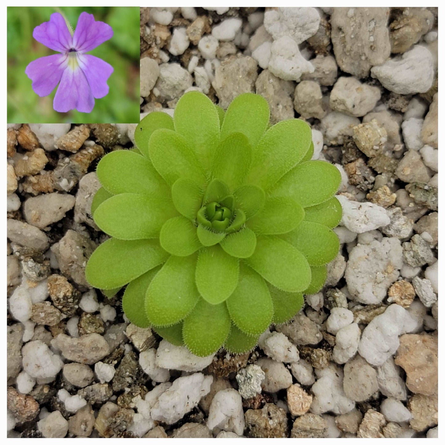 Pinguicula emarginata x gypsicola Rainbow Carnivorous Plants LLC