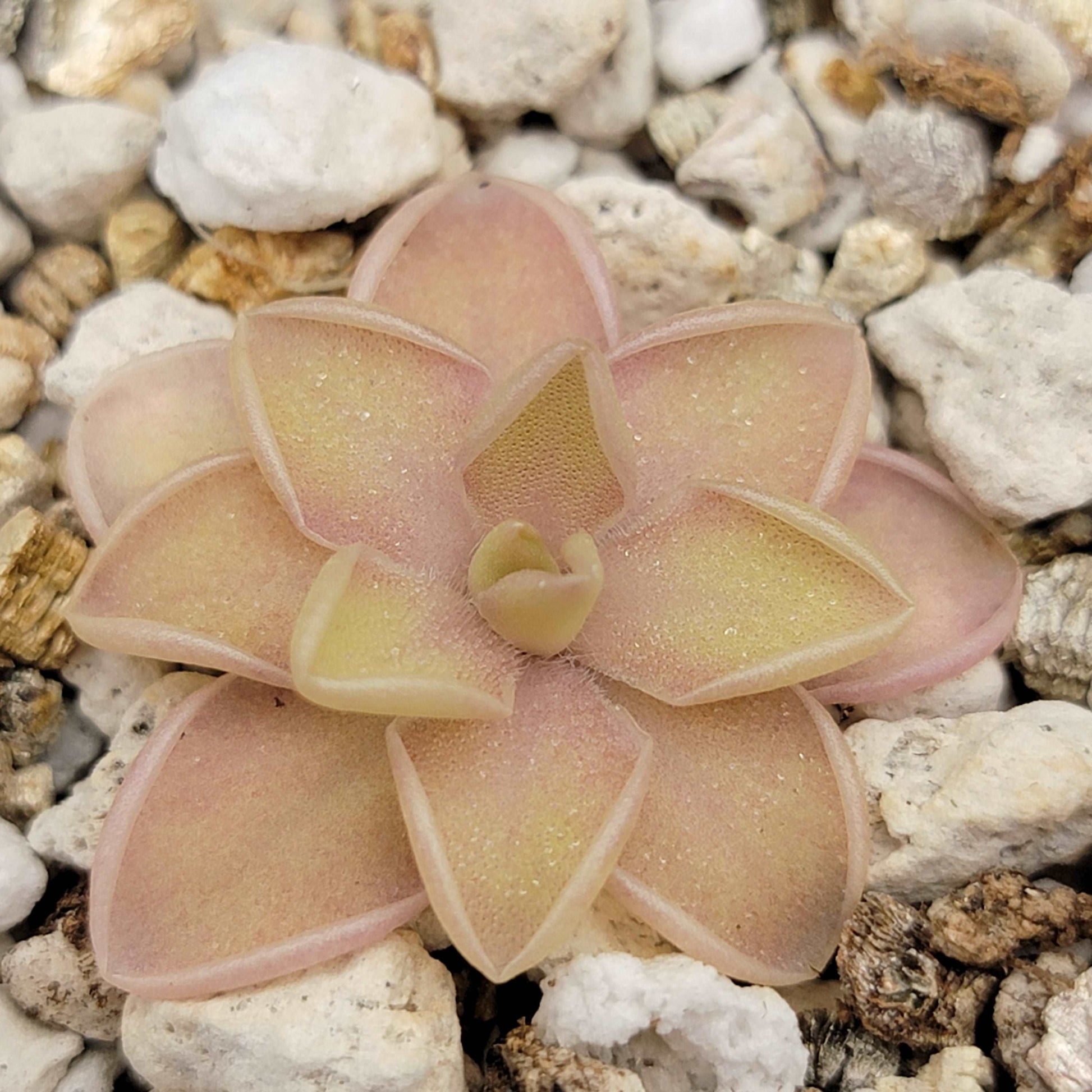 Pinguicula emarginata x jaumavensis Rainbow Carnivorous Plants LLC