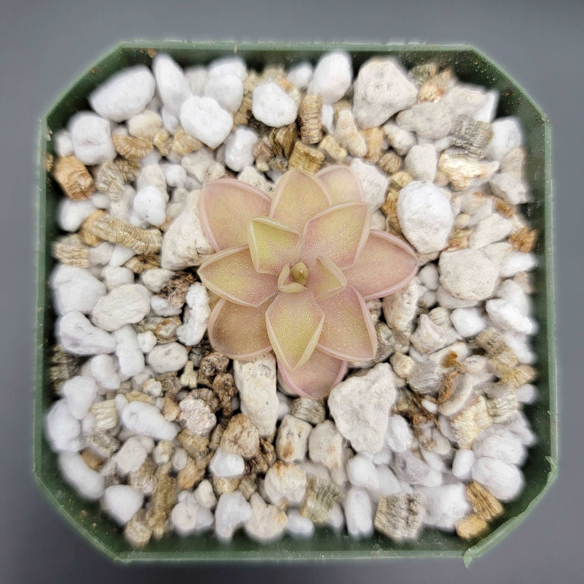 Pinguicula emarginata x jaumavensis Rainbow Carnivorous Plants LLC