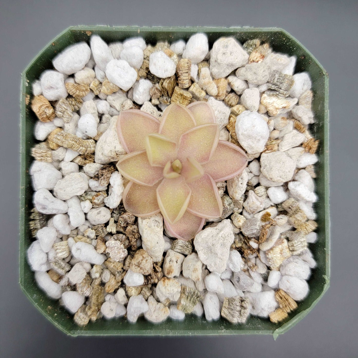 Pinguicula emarginata x jaumavensis Rainbow Carnivorous Plants LLC