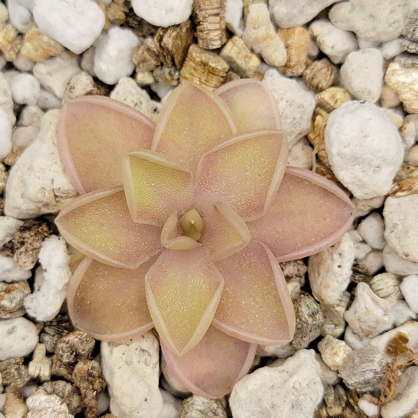 Pinguicula emarginata x jaumavensis Rainbow Carnivorous Plants LLC