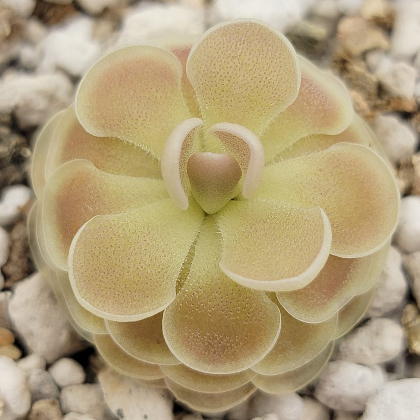 Pinguicula esseriana {Buena Vista}