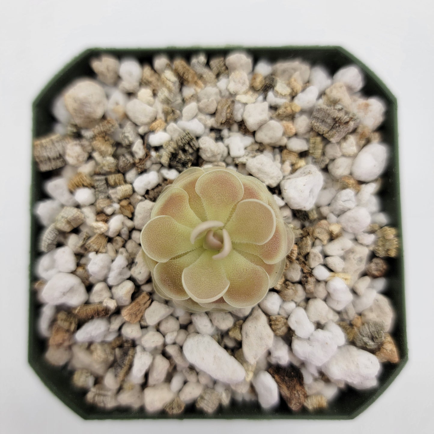 Pinguicula esseriana {Buena Vista}