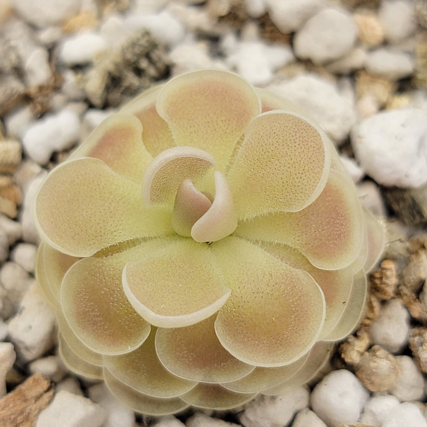 Pinguicula esseriana {Buena Vista}