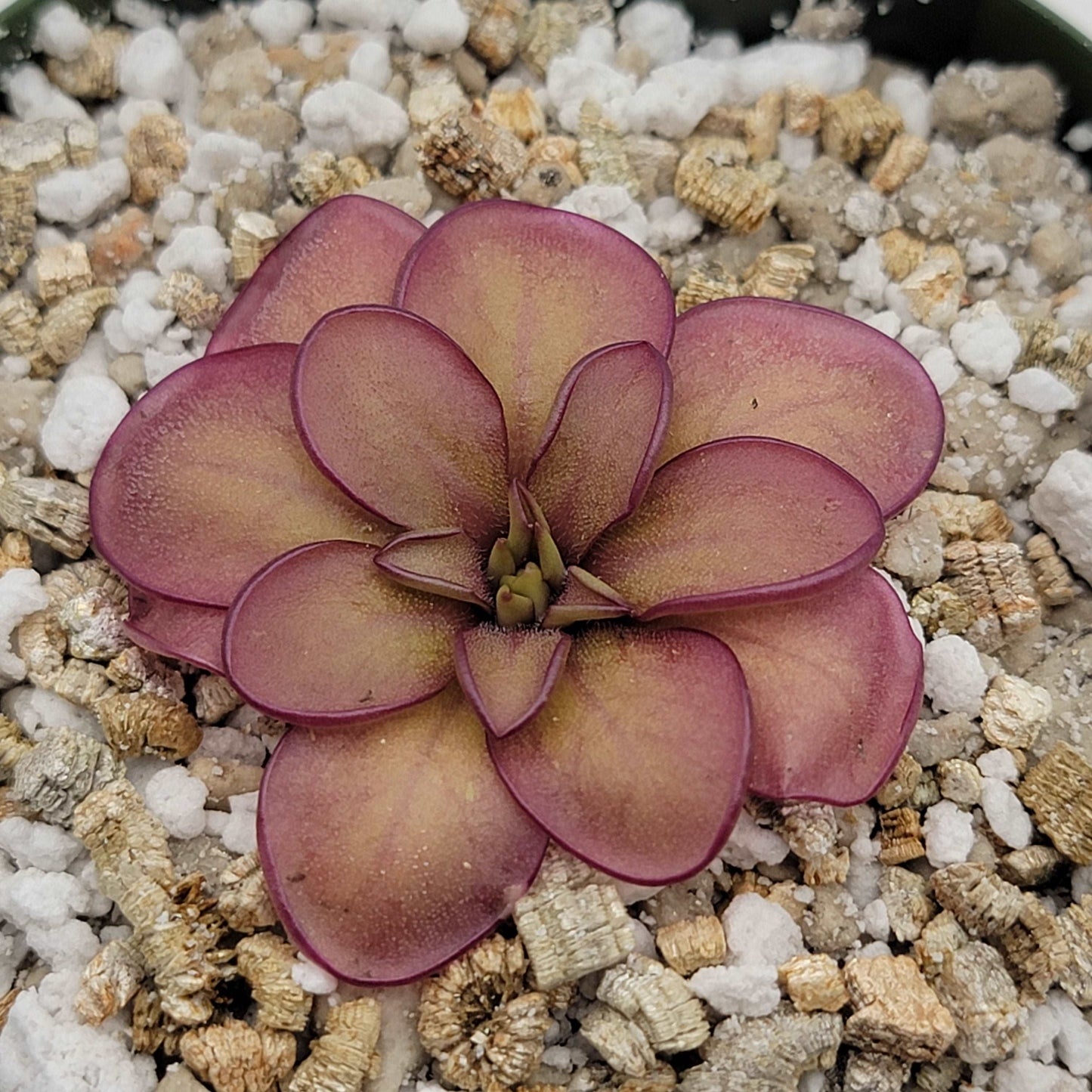 Pinguicula laueana CP2 x emarginata Rainbow Carnivorous Plants LLC