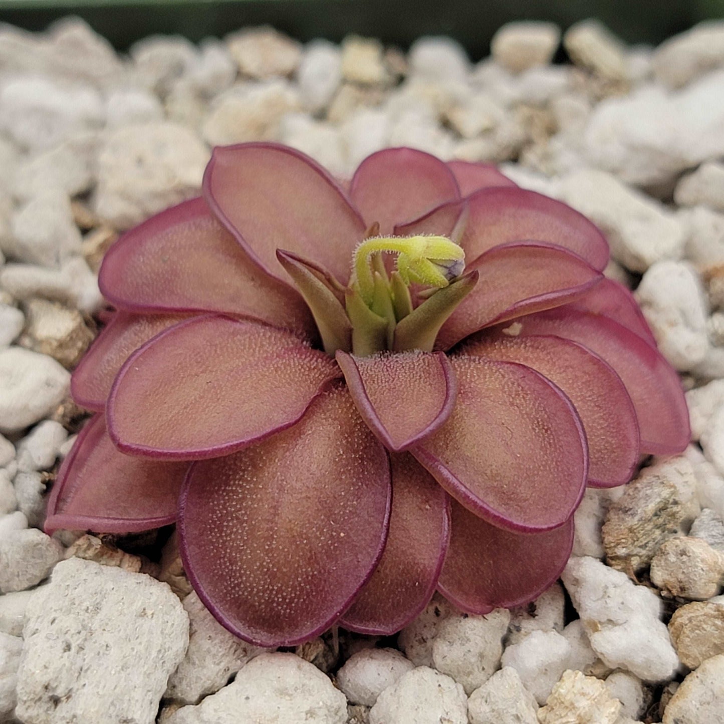 Pinguicula laueana CP2 x emarginata Rainbow Carnivorous Plants LLC