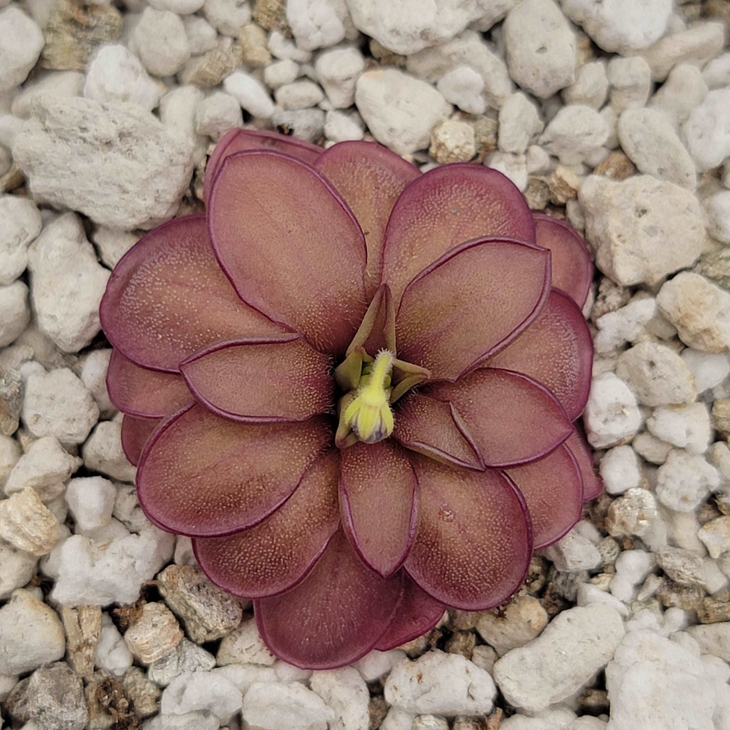 Pinguicula laueana CP2 x emarginata Rainbow Carnivorous Plants LLC