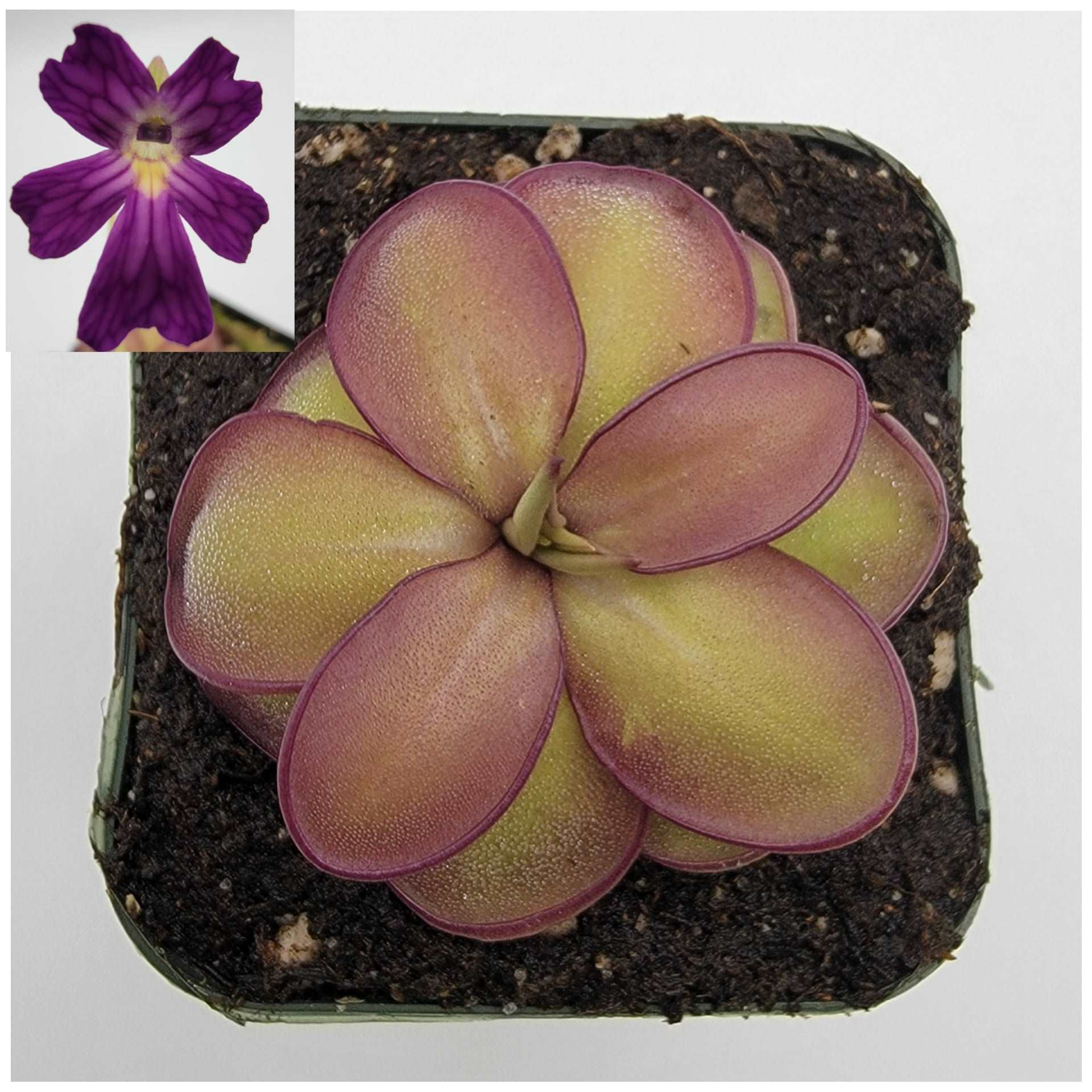 Pinguicula laueana CP2 x emarginata Rainbow Carnivorous Plants LLC