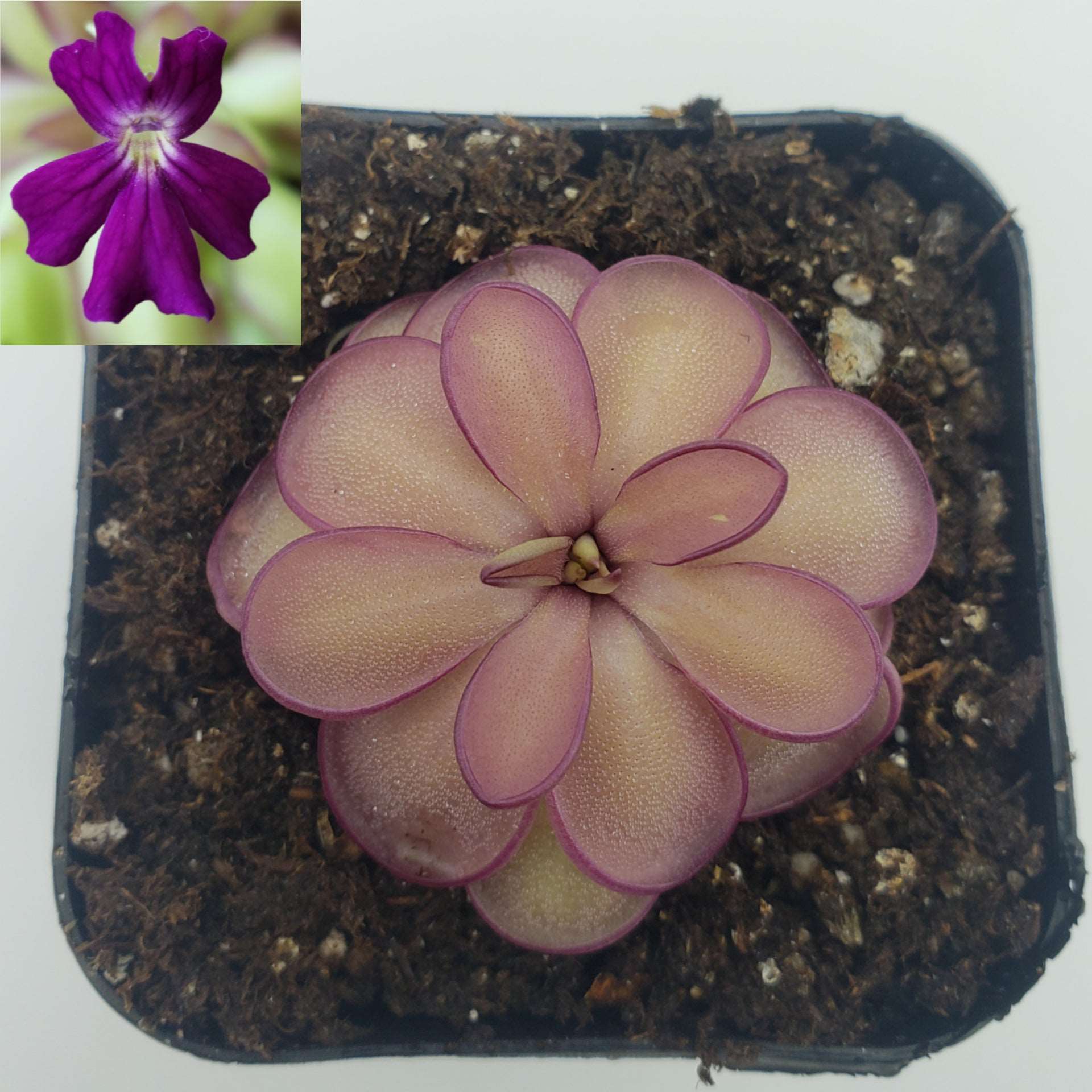 Pinguicula laueana x emarginata Rainbow Carnivorous Plants LLC