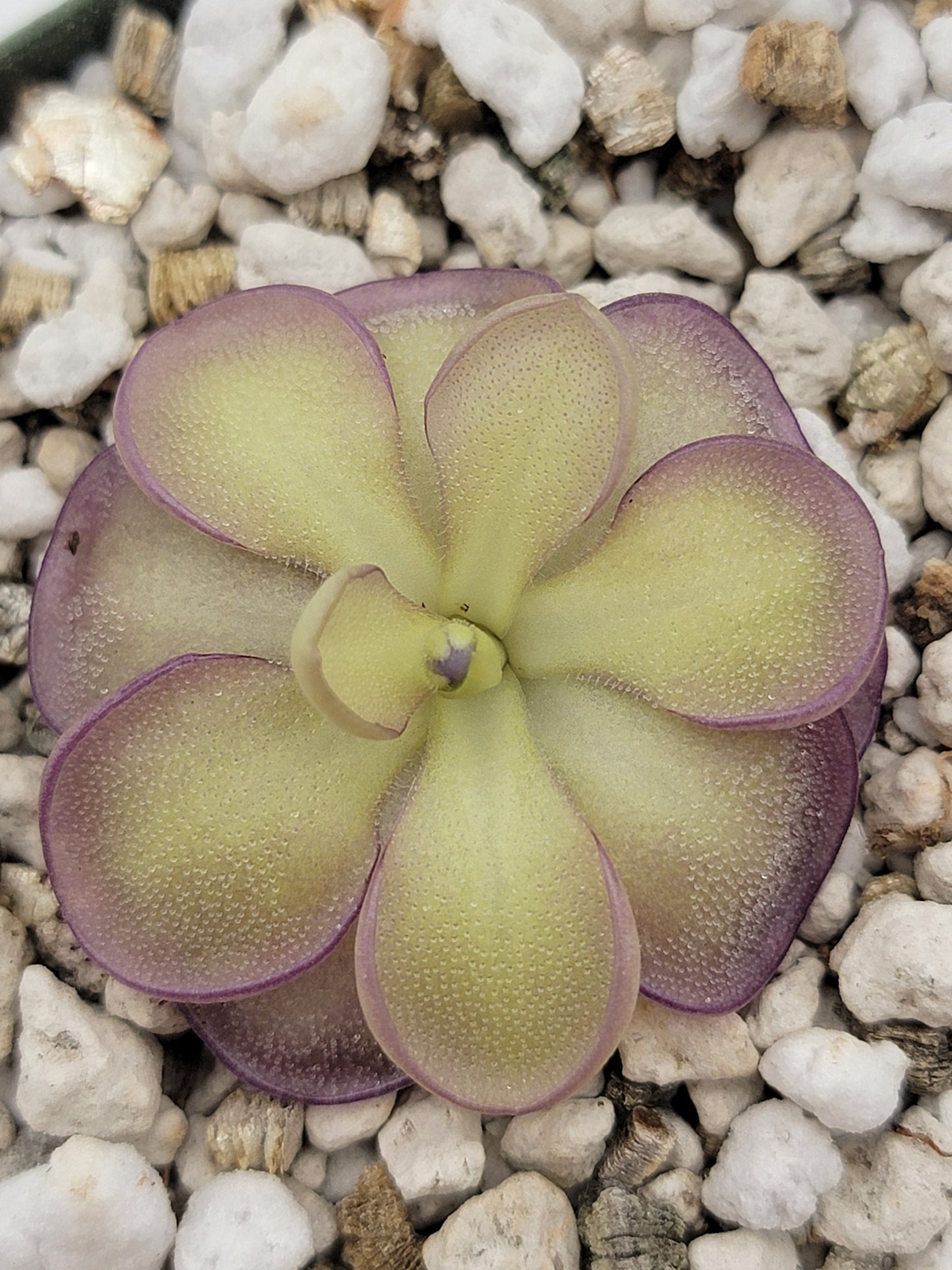 Pinguicula moranensis var. alba x cyclosecta