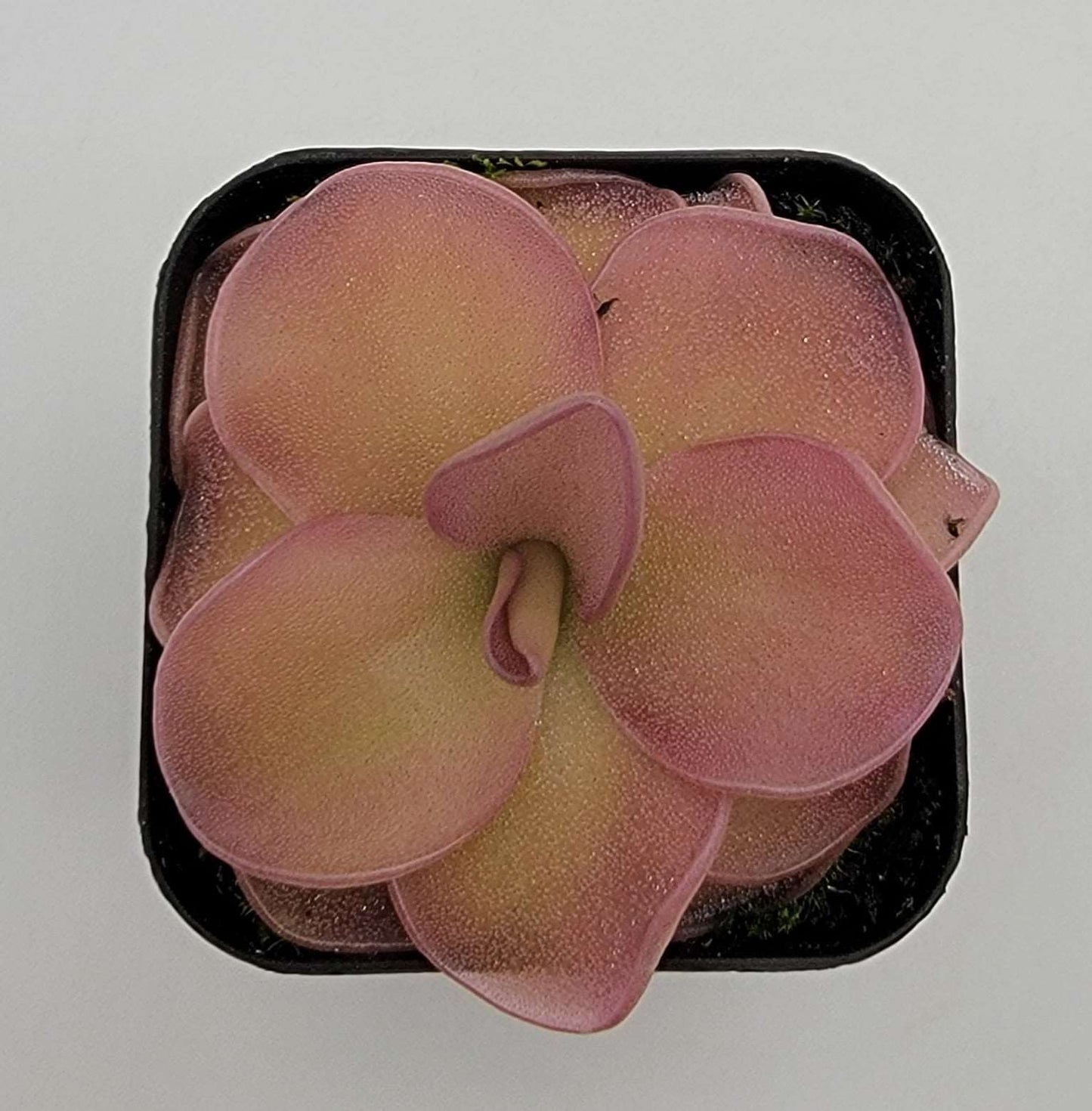 Pinguicula 'Pirouette' Rainbow Carnivorous Plants LLC